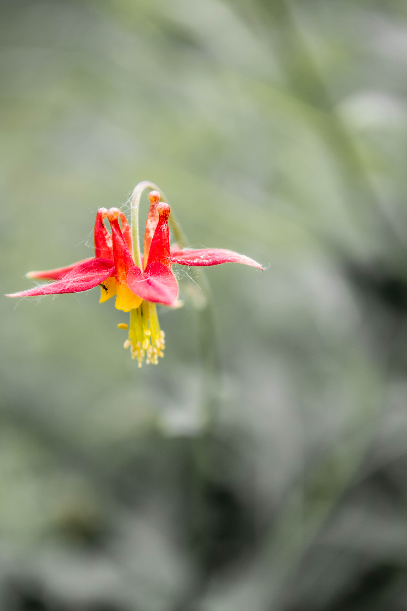 Nikon D800 sample photo. Lone columbine photography
