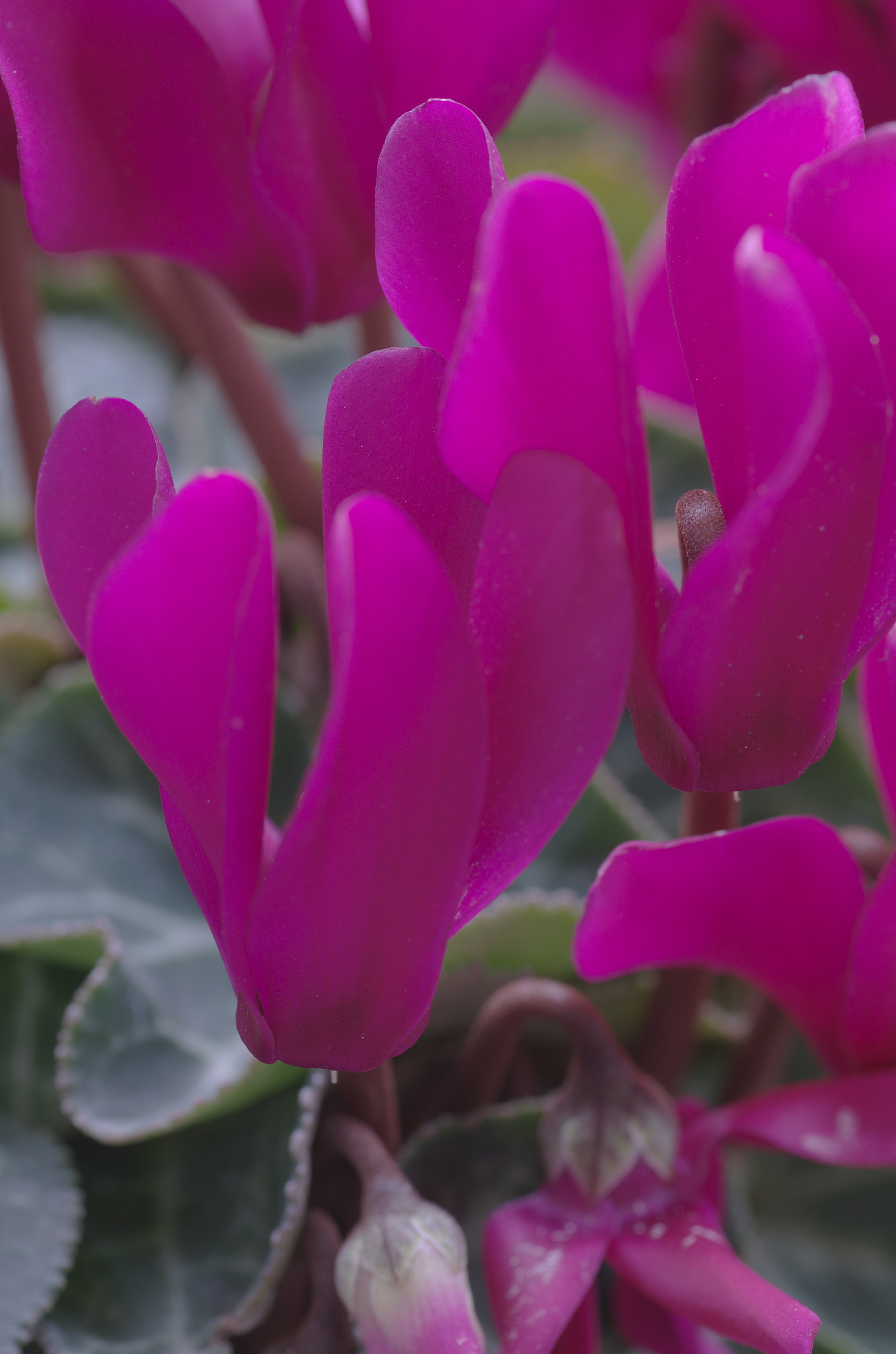 Tamron SP AF 90mm F2.8 Di Macro sample photo. Cyclamen photography