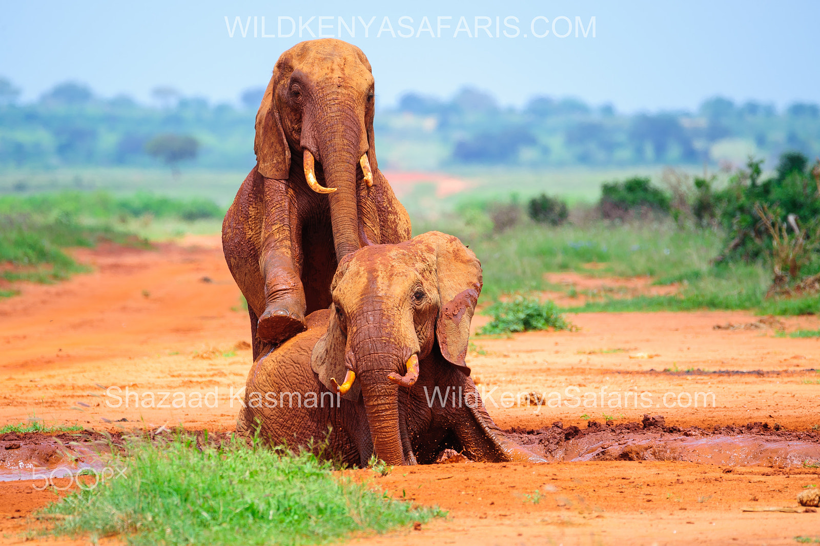 Nikon D700 sample photo. Tsavo elephants at the waterhole photography