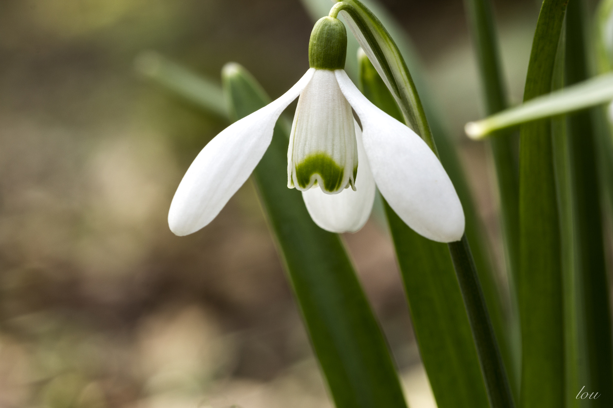 Canon EF 100mm F2.8 Macro USM sample photo. Snowdrop photography