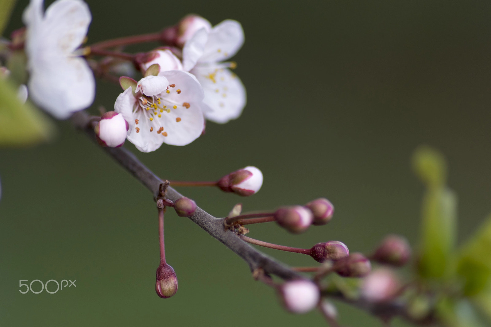 Sony a7 II + DT 70-300mm F4-5.6 SAM sample photo. Spring diagonal photography