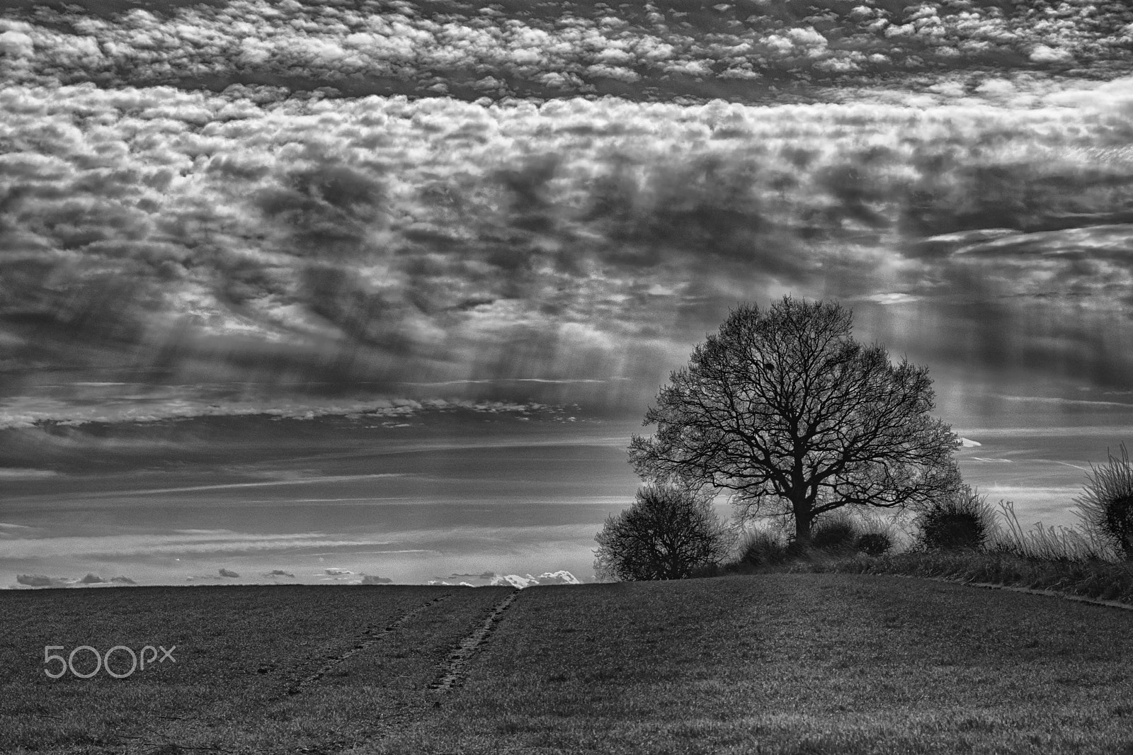 Sigma 17-70mm F2.8-4 DC Macro OS HSM sample photo. Spring skies photography