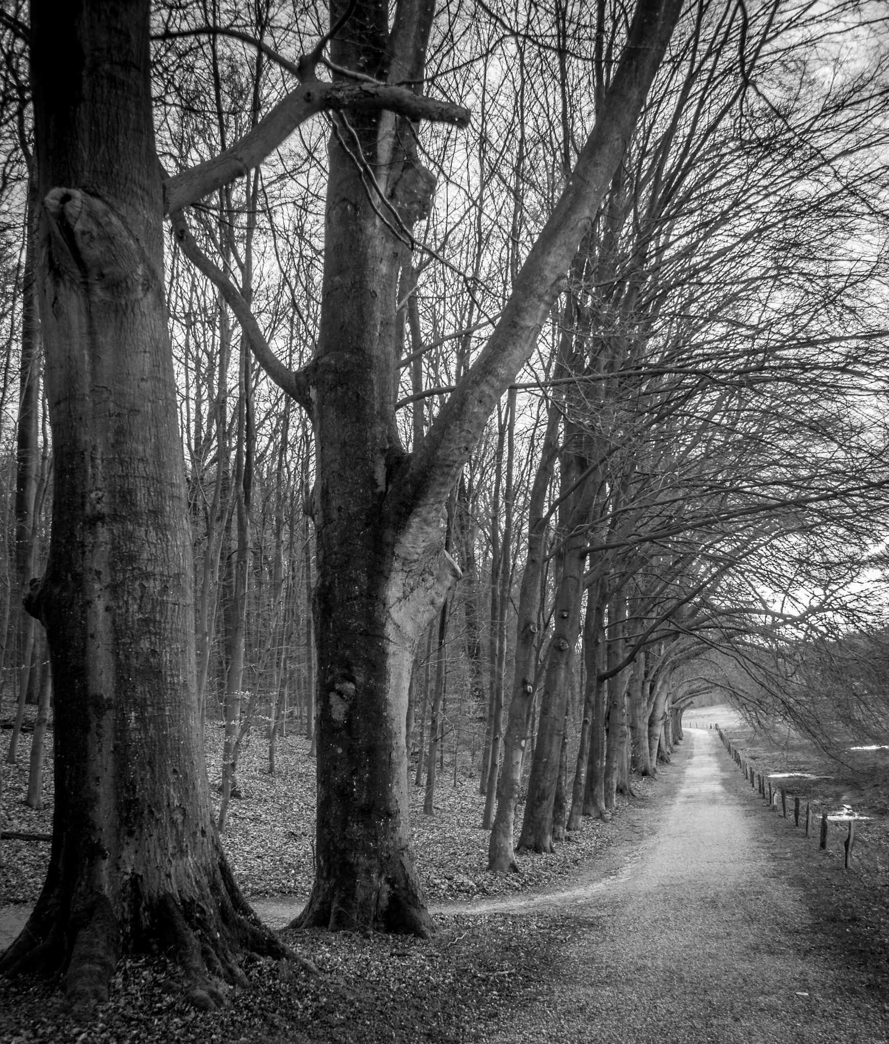 Sony Alpha DSLR-A700 sample photo. Trees photography