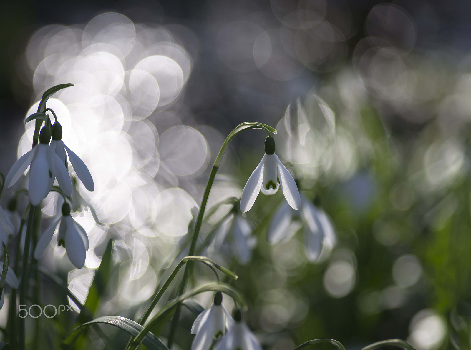 Tokina AT-X Pro 100mm F2.8 Macro sample photo. Snowflakes photography
