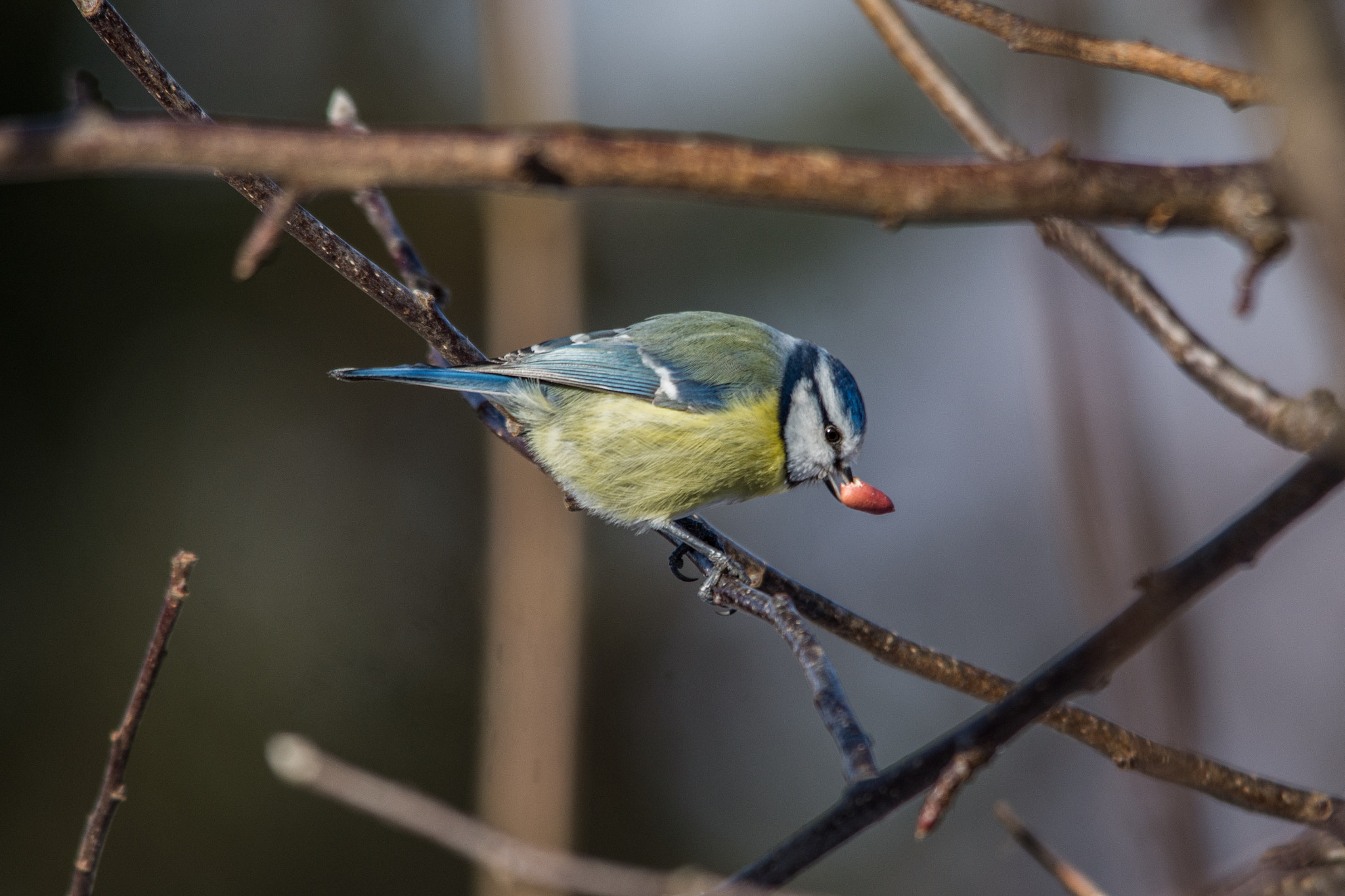Sigma 150-500mm F5-6.3 DG OS HSM sample photo. Eurasian blue tit photography
