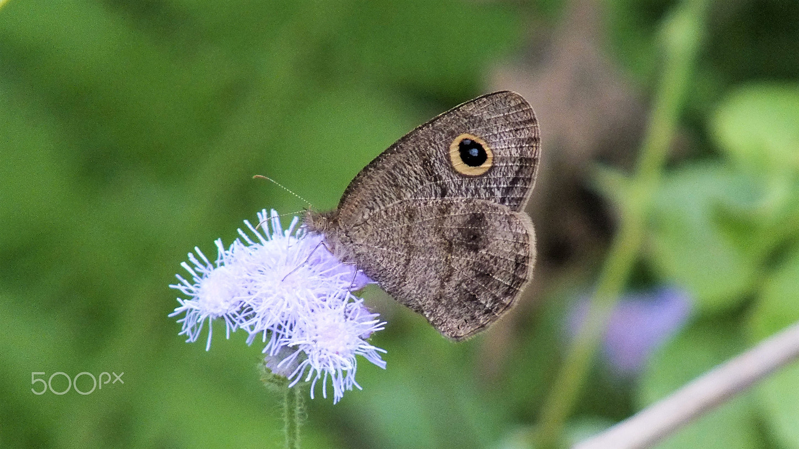 Fujifilm FinePix HS28EXR sample photo. Butterfly photography