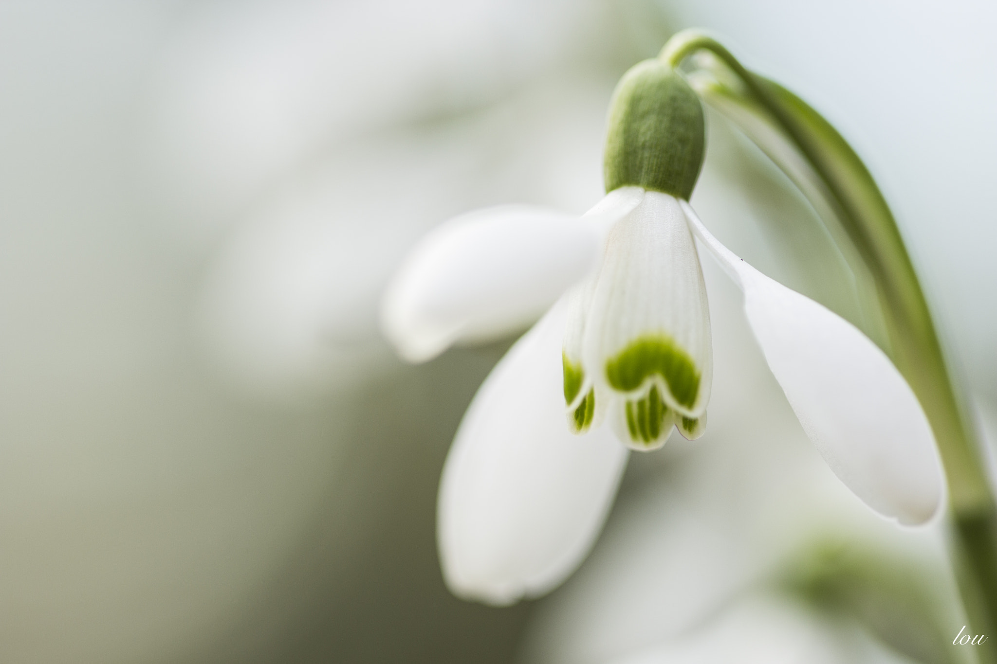 Canon EF 100mm F2.8 Macro USM sample photo. Snowdrop photography