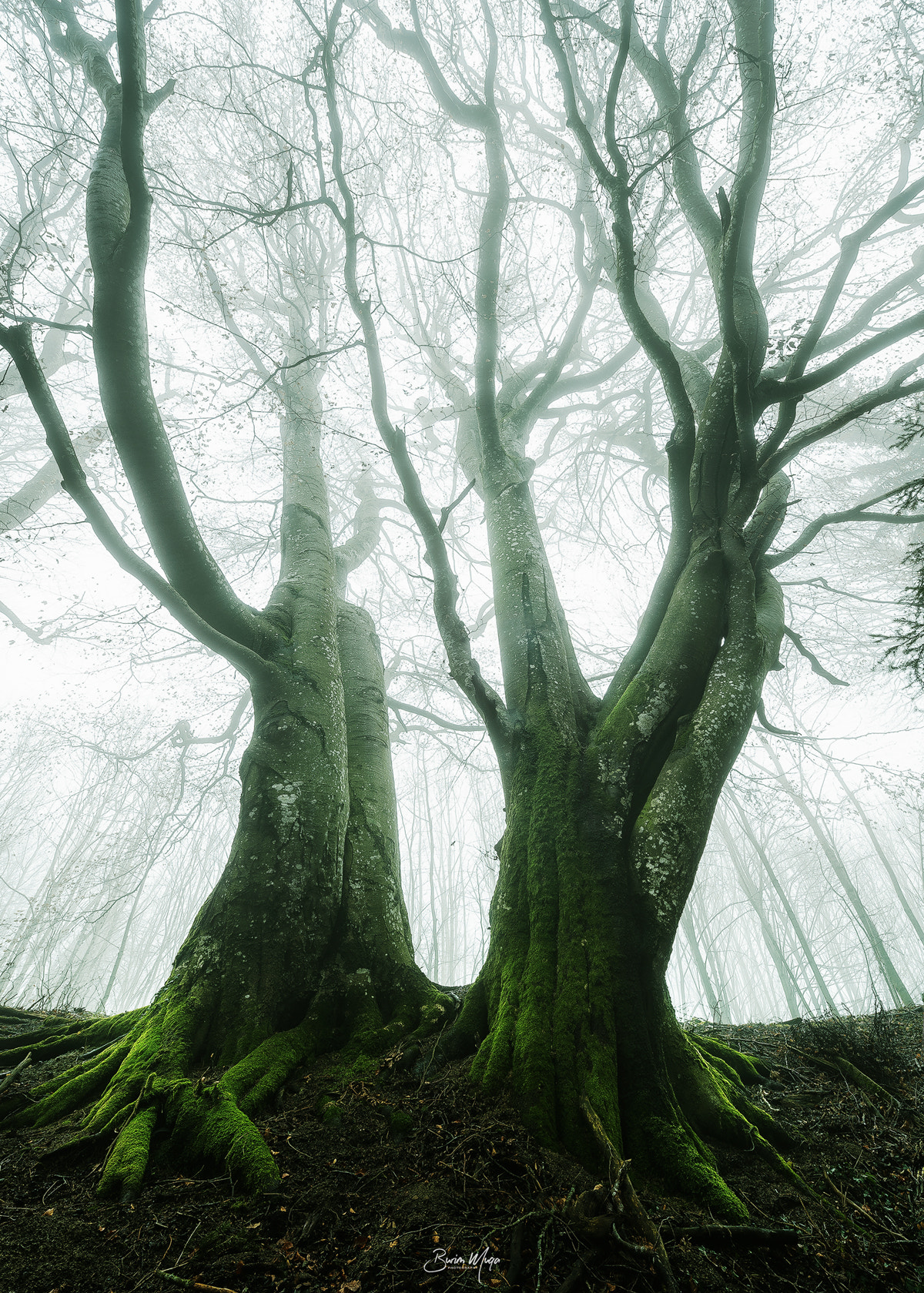 Nikon Df sample photo. Misty tree photography