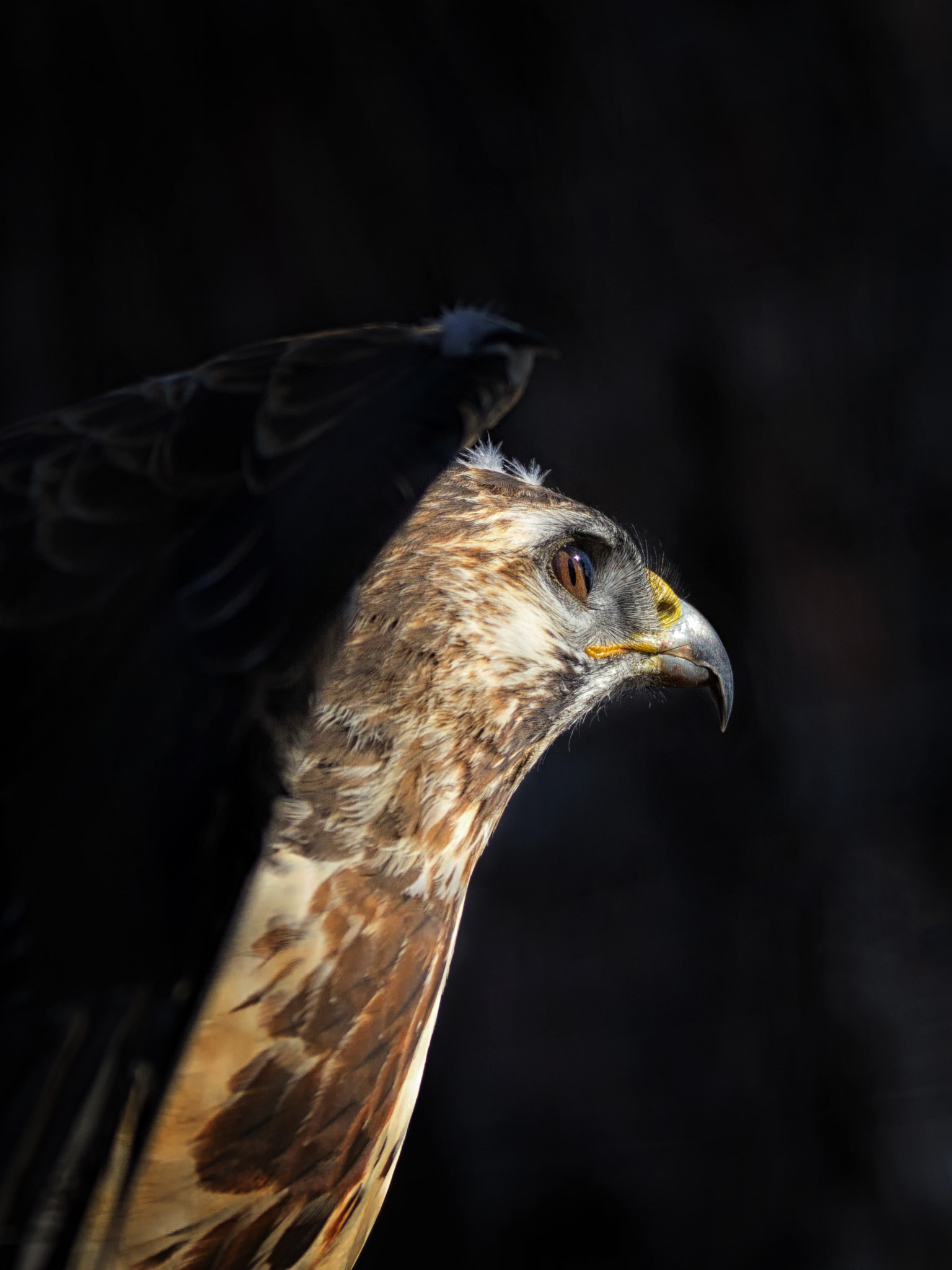 150-600mm F5-6.3 DG OS HSM | Contemporary 015 sample photo. Buzzard - buteo buteo photography