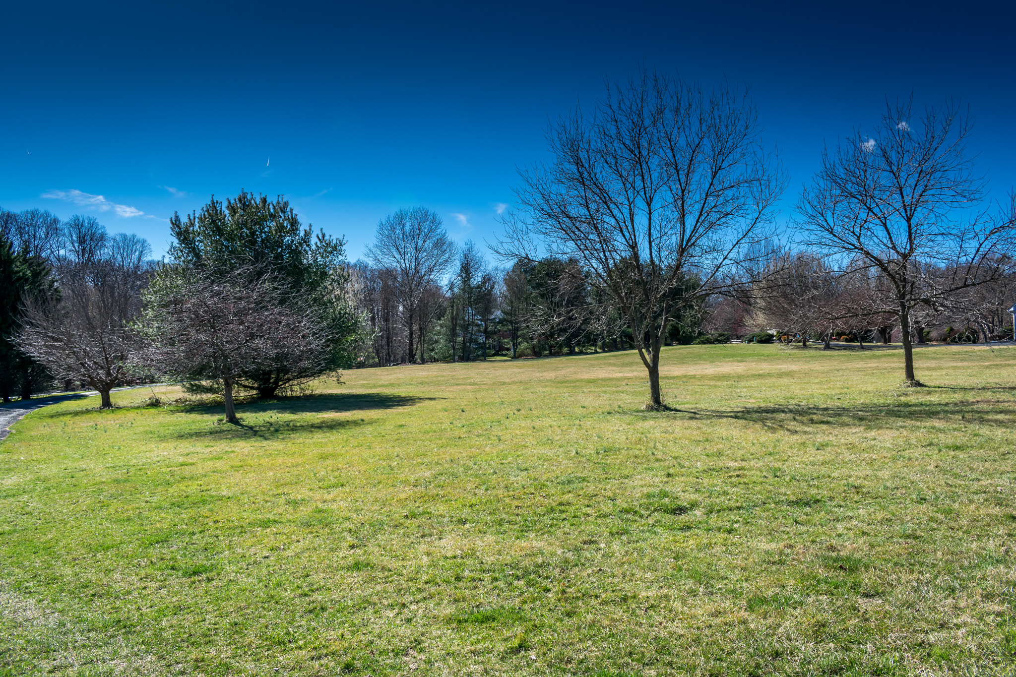 Nikon D3400 sample photo. Yearning trees photography