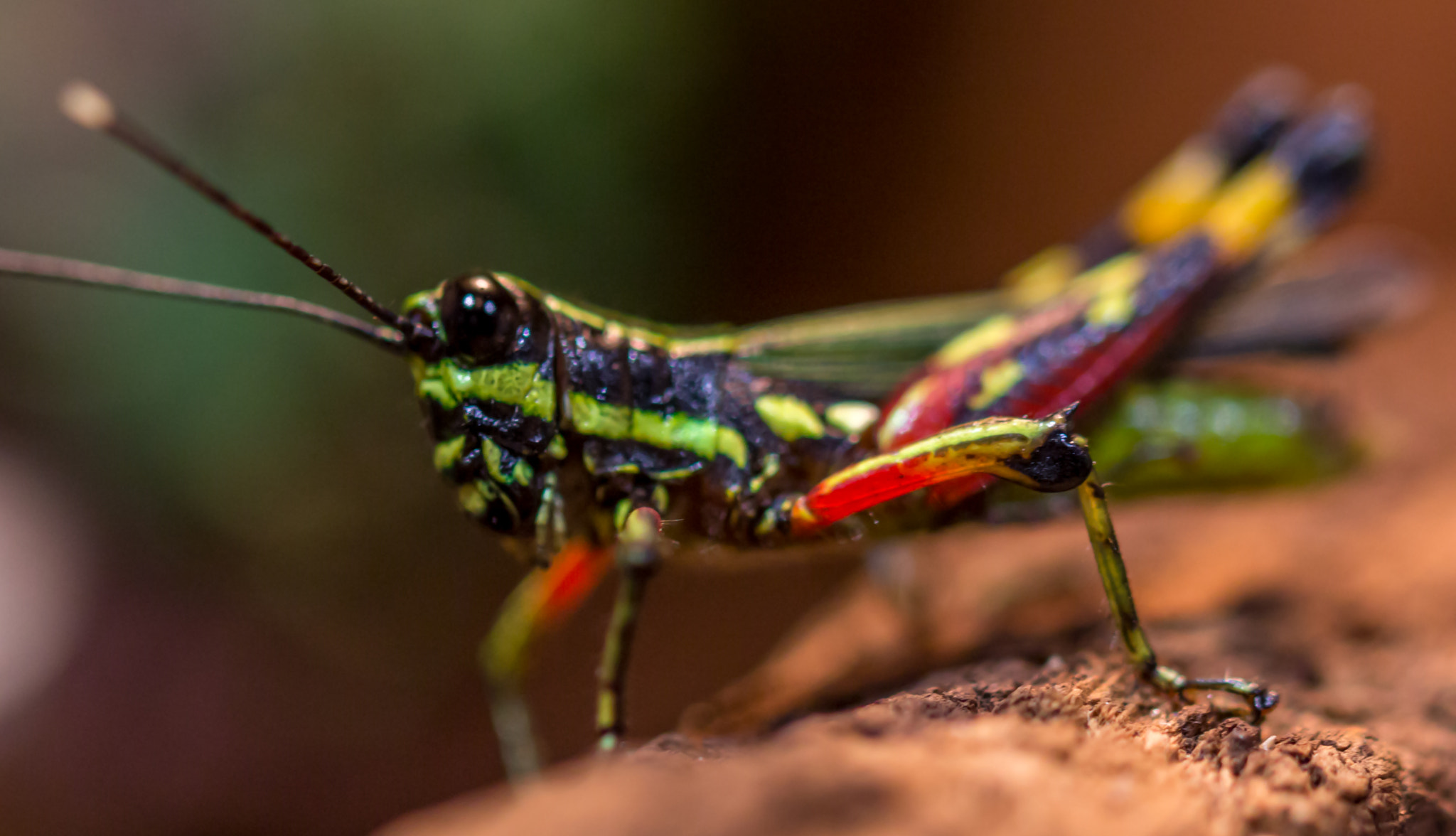 Canon EF 100mm F2.8L Macro IS USM sample photo. Heuschrecken makro / grasshopper photography