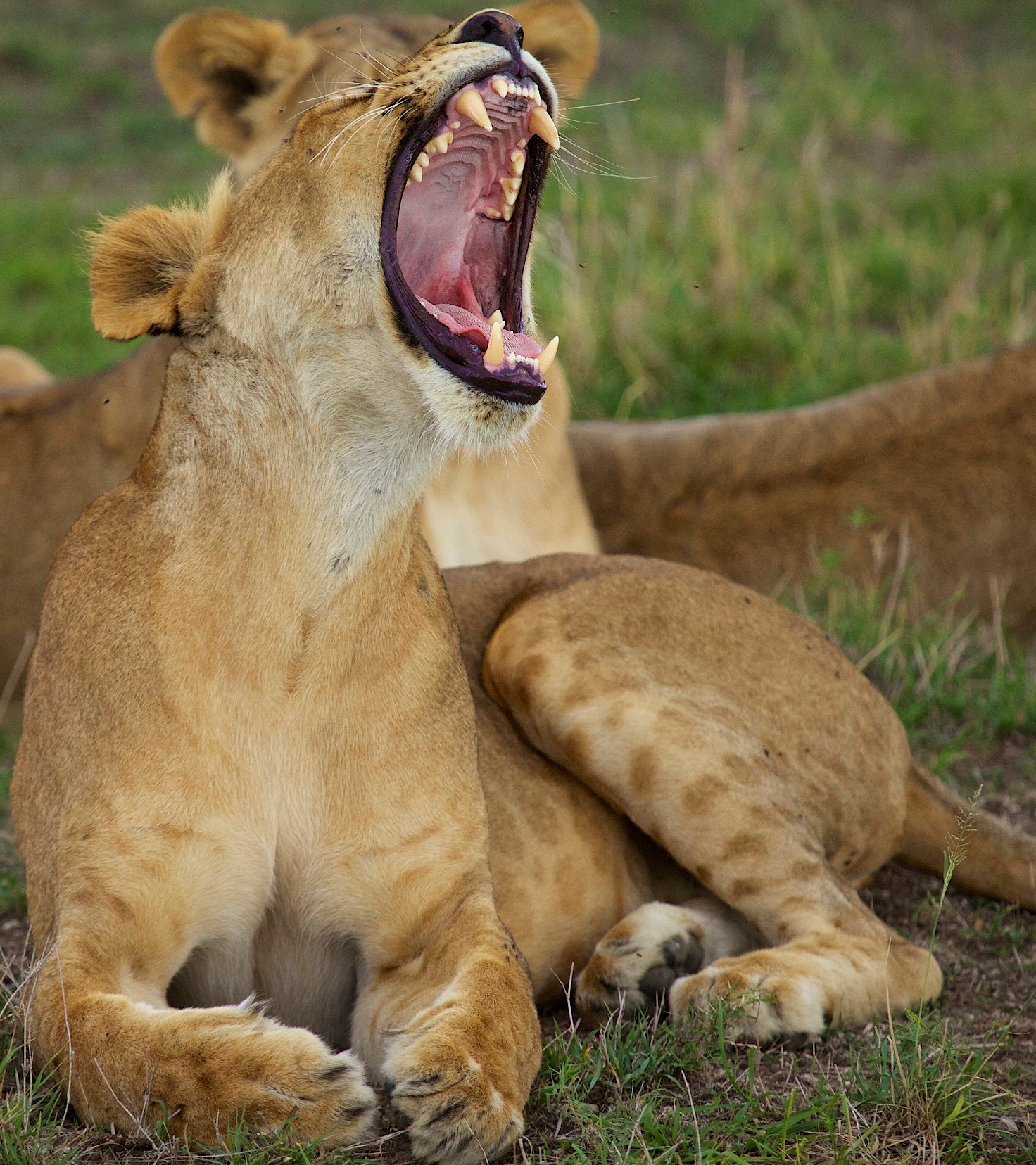Canon EF 100-400mm F4.5-5.6L IS USM sample photo. Big yawn photography