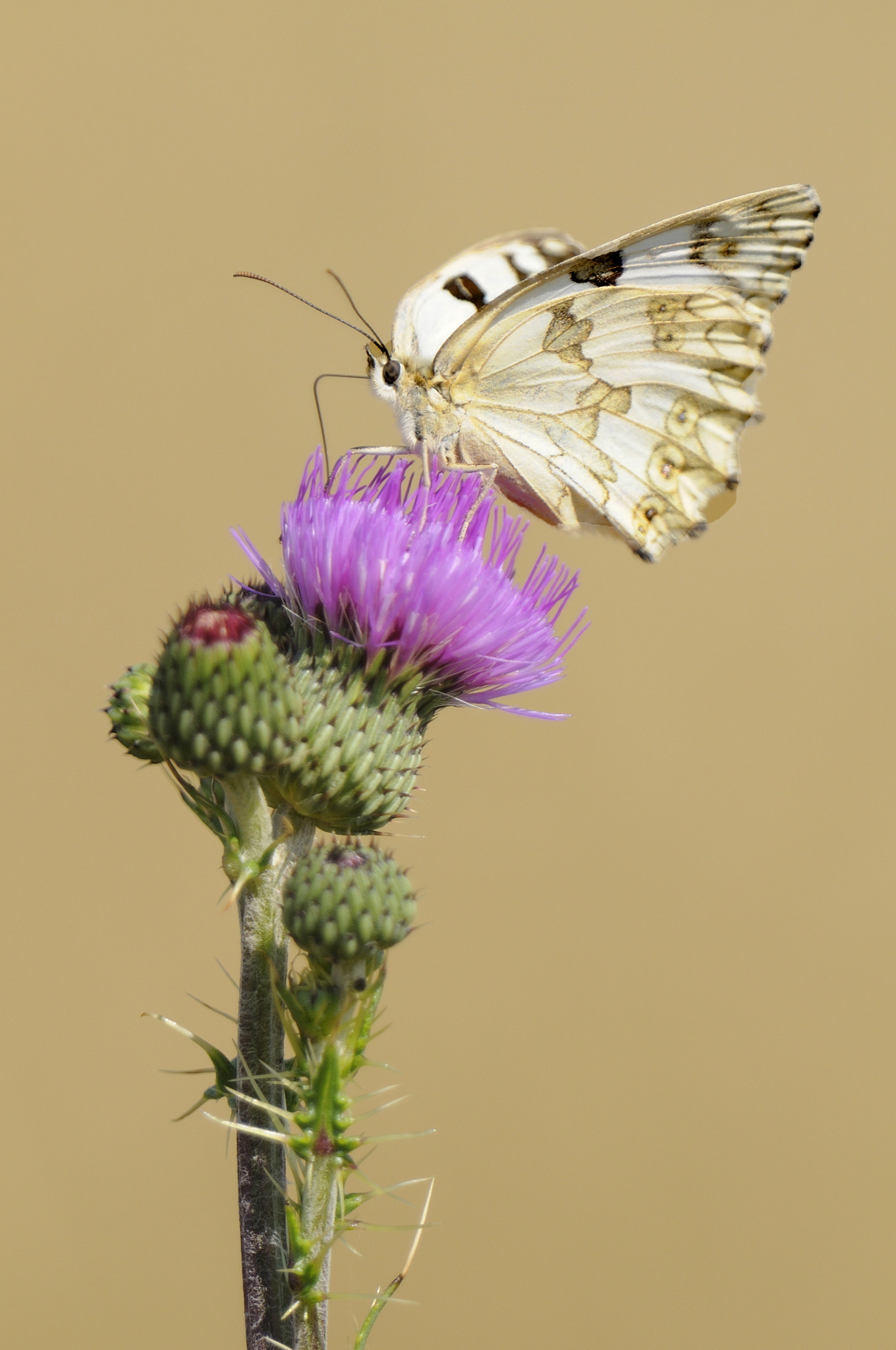 Nikon AF-S Nikkor 400mm F2.8G ED VR II sample photo. Melanargia lachesis photography