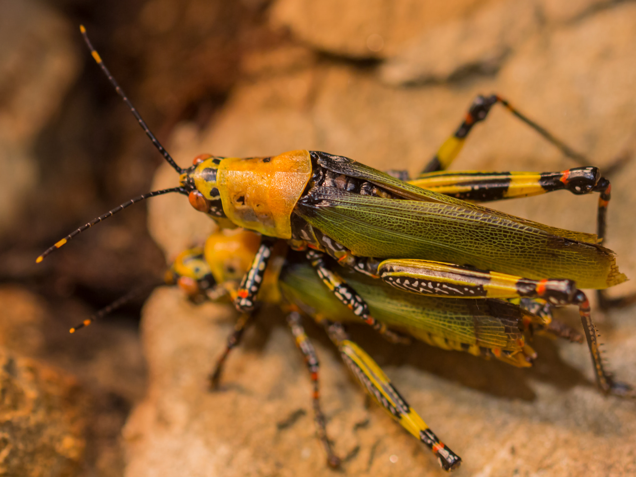 Canon EF 100mm F2.8L Macro IS USM sample photo. Heuschrecken paarung photography