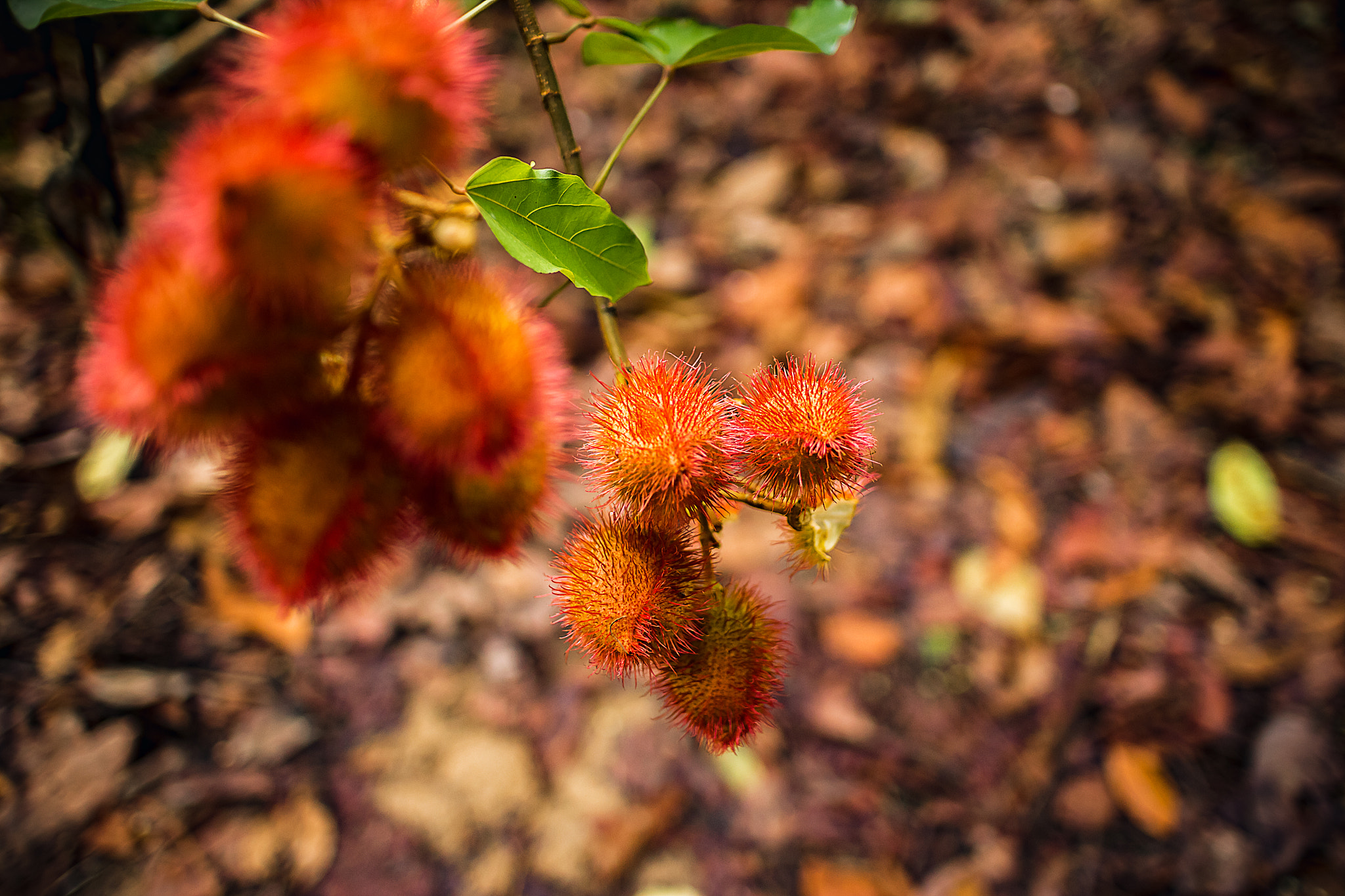 Canon EOS M + Canon EF-M 22mm F2 STM sample photo. Rambutan fruit photography