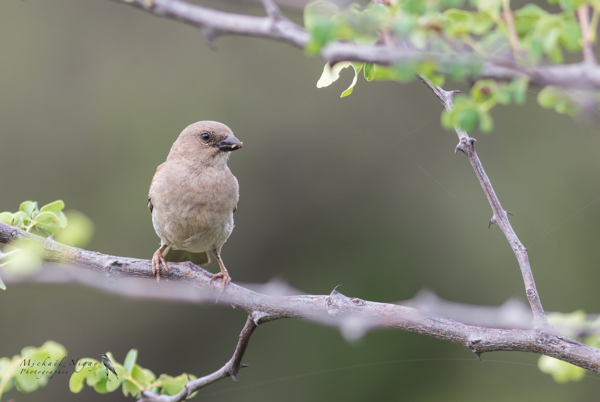 Canon EF 300mm F4L IS USM sample photo. Qui es tu? photography