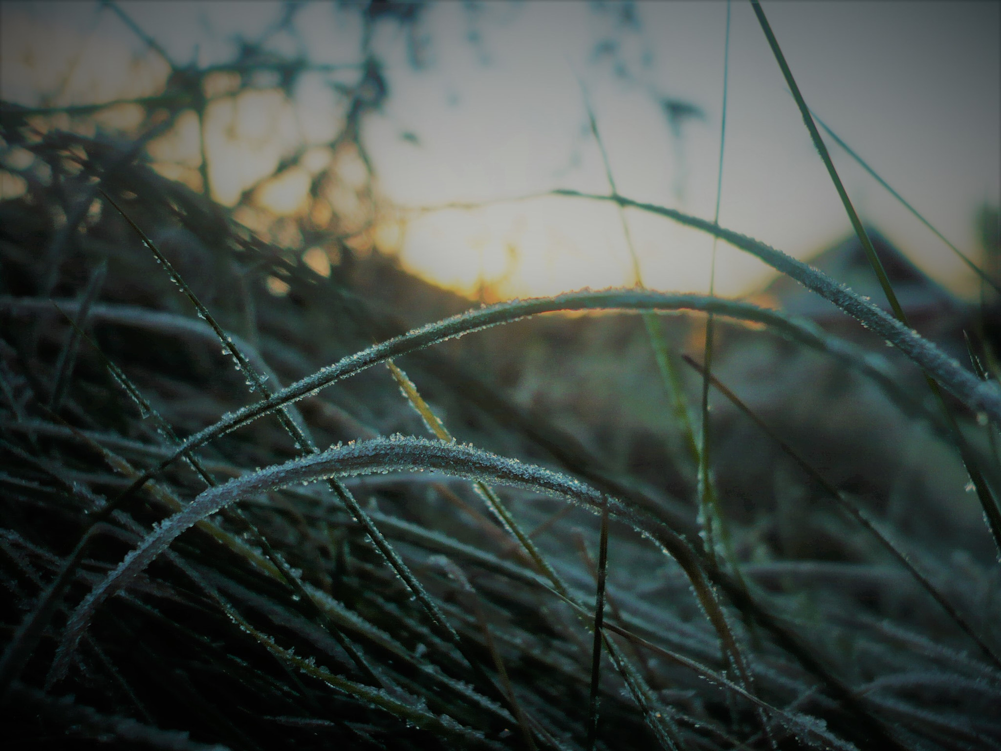 Panasonic DMC-FX12 sample photo. Frosty morning photography