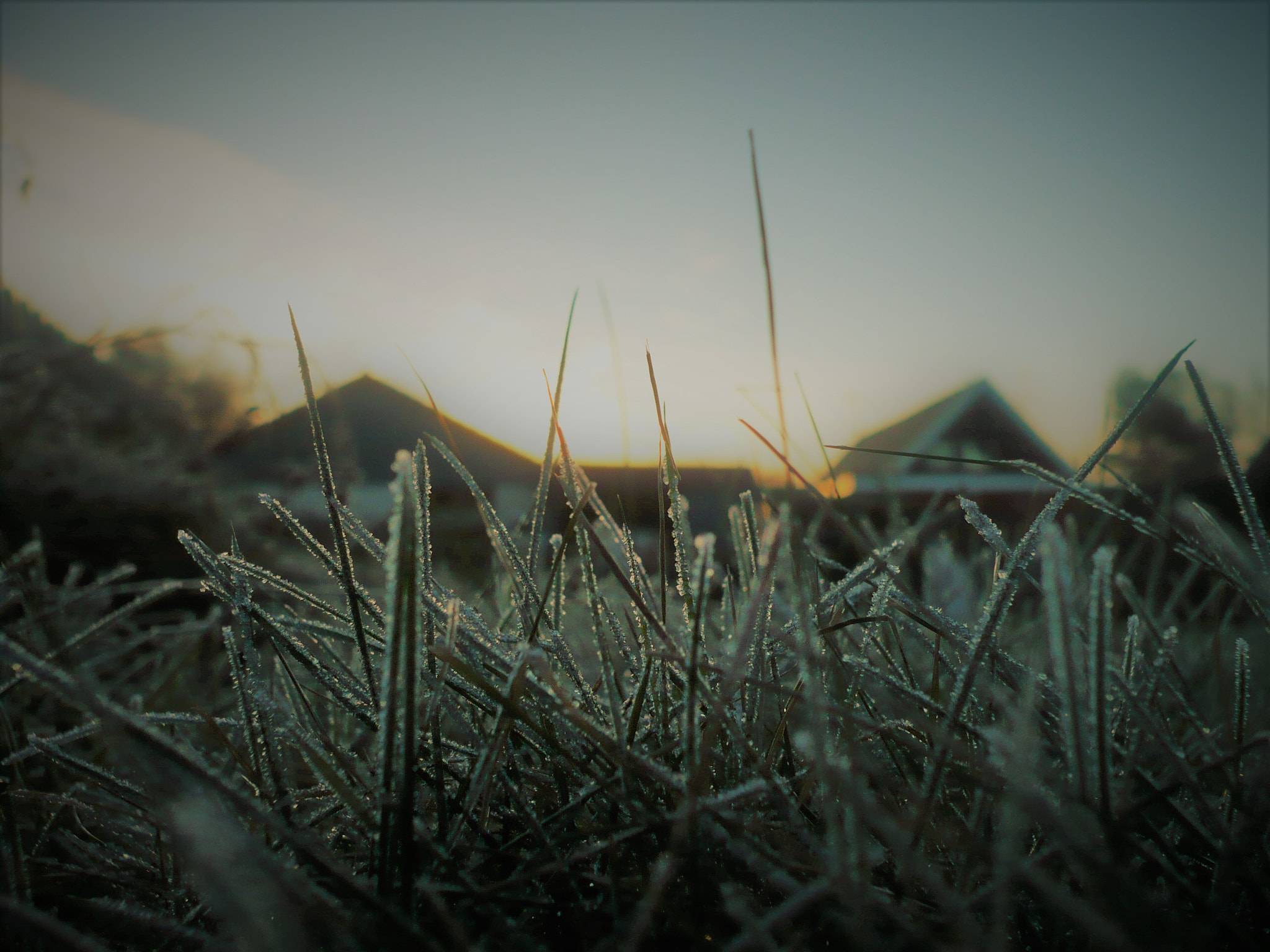 Panasonic DMC-FX12 sample photo. Frosty morning photography