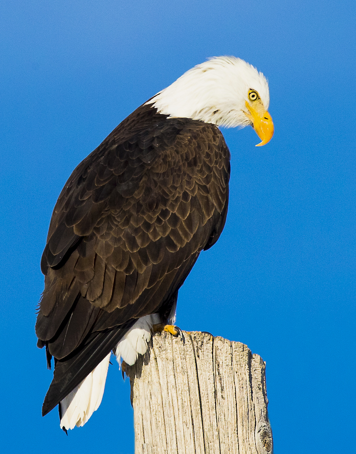 Canon EF 600mm F4L IS II USM sample photo. Bald eagle photography