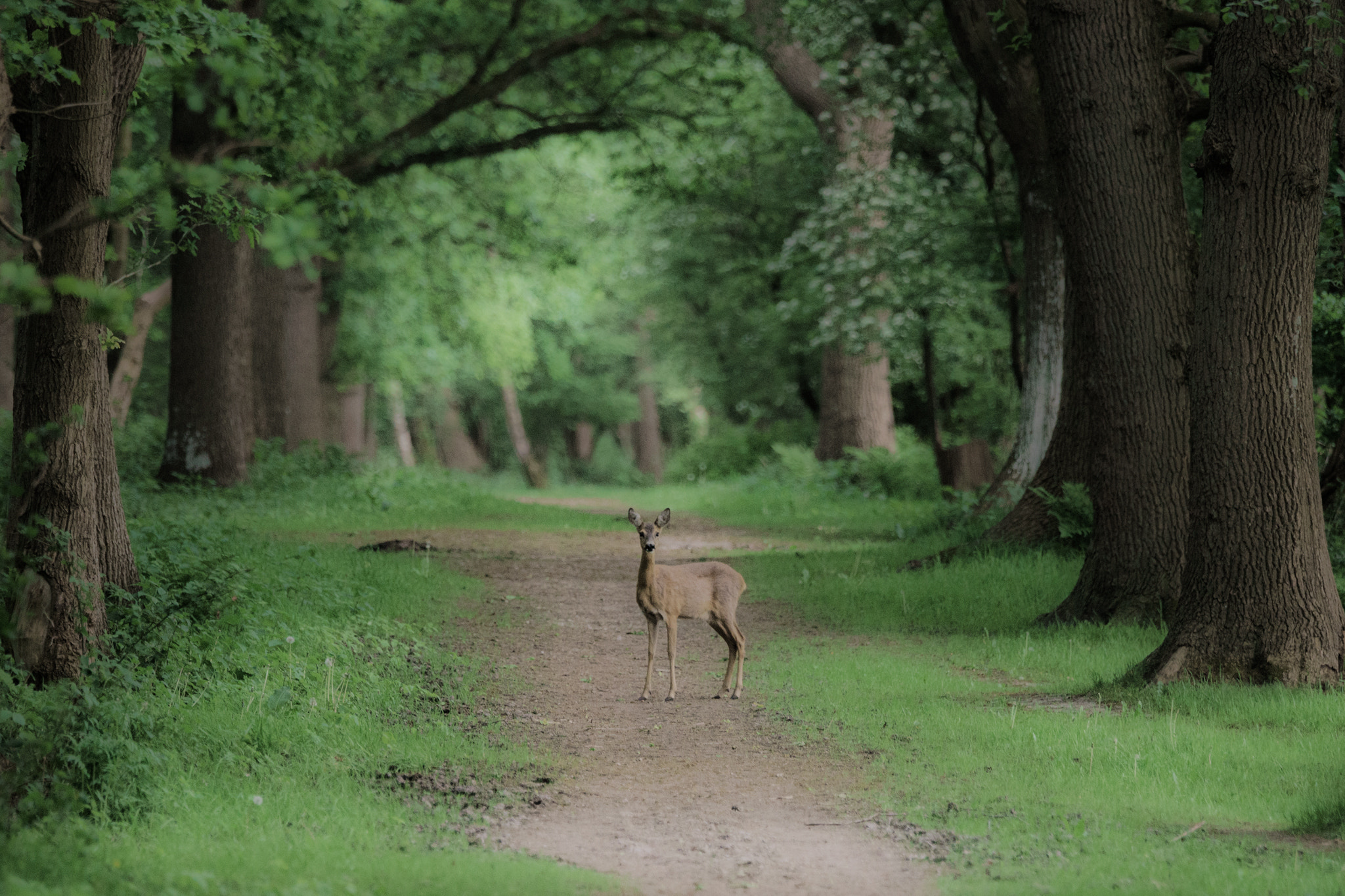 Sony 70-400mm F4-5.6 G SSM II sample photo. Hello deer... photography