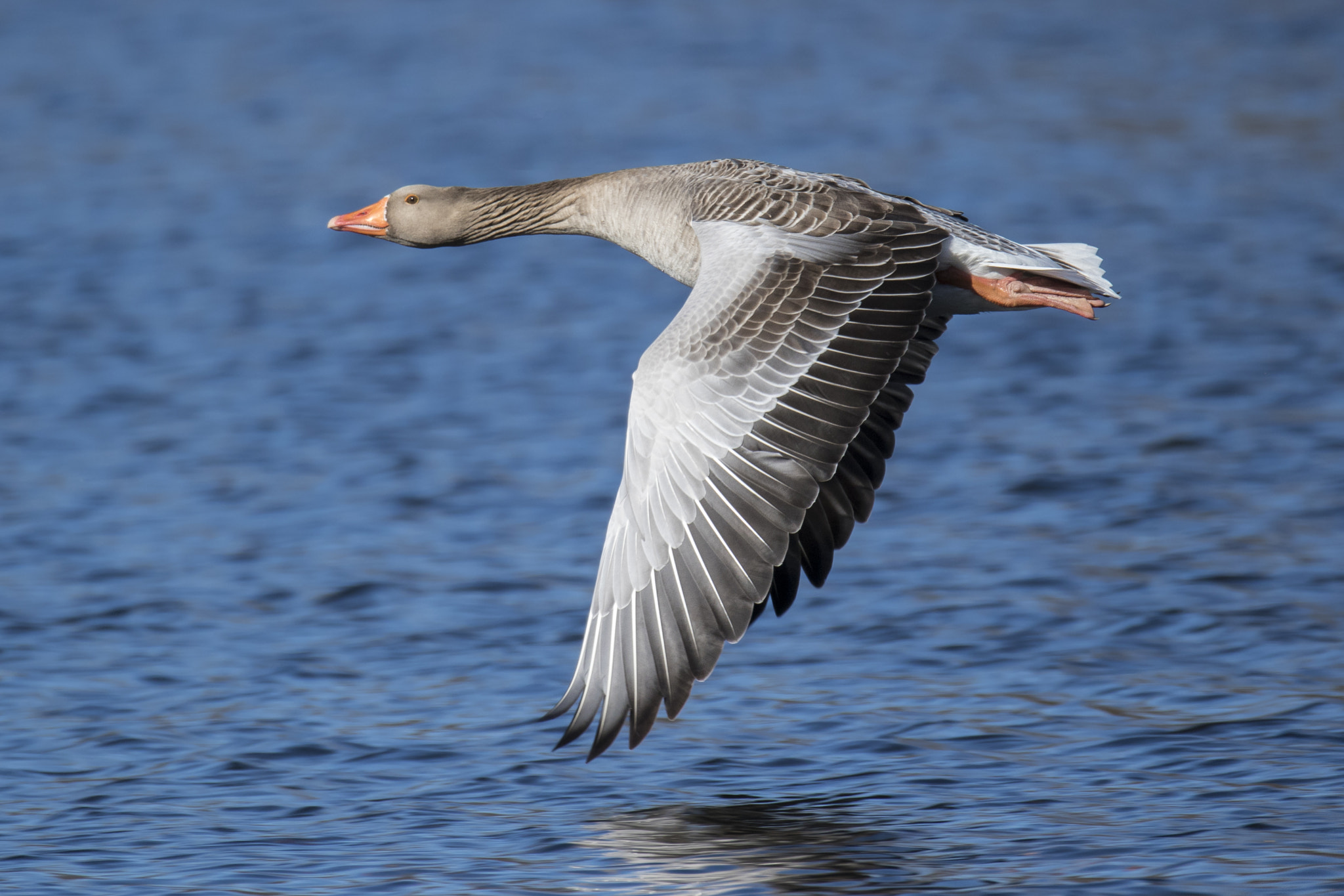 150-600mm F5-6.3 DG OS HSM | Sports 014 sample photo. Goose photography
