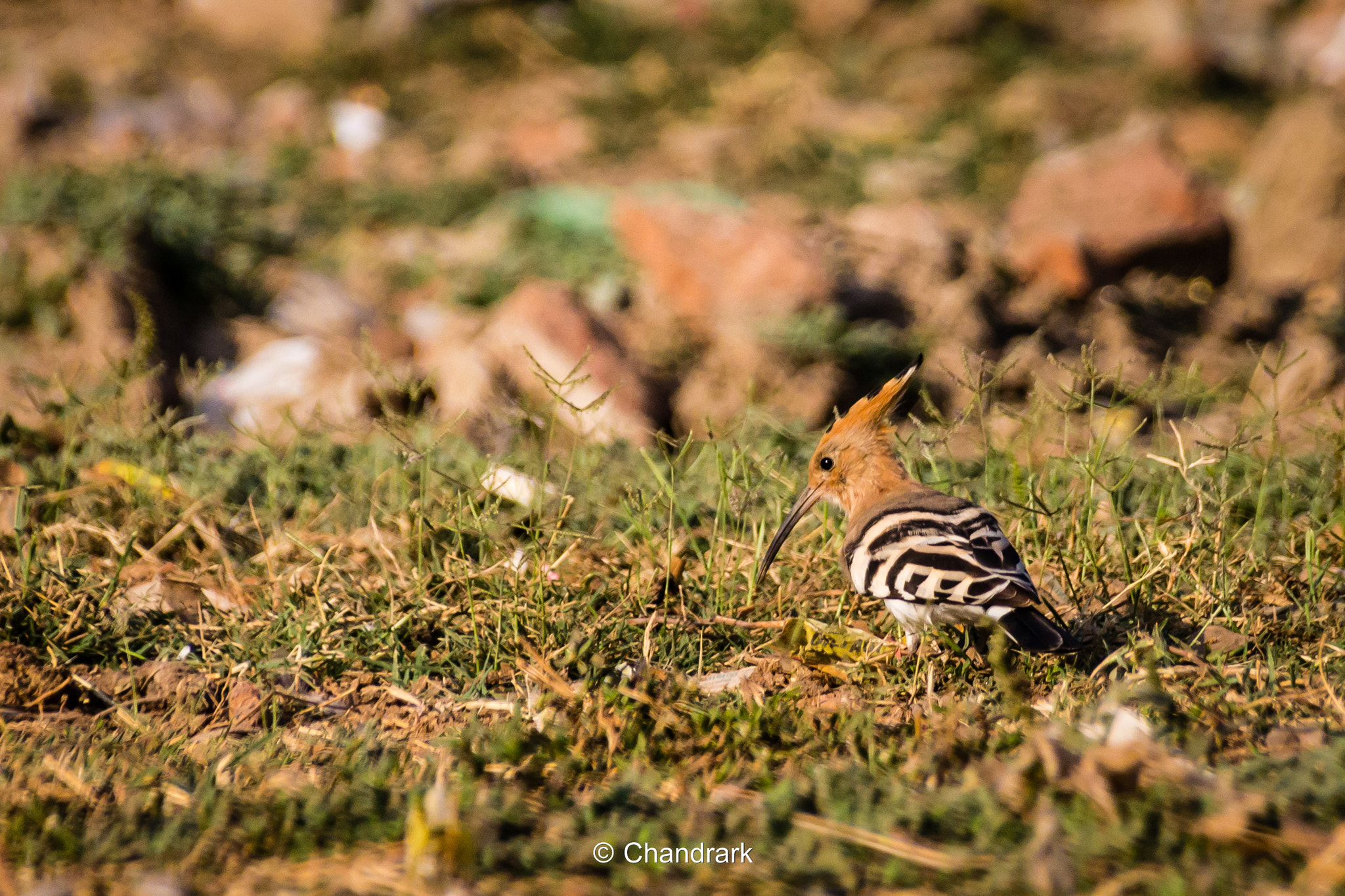 Canon EOS 1200D (EOS Rebel T5 / EOS Kiss X70 / EOS Hi) + Sigma 18-250mm F3.5-6.3 DC OS HSM sample photo. Bird id - hoopoe  photography