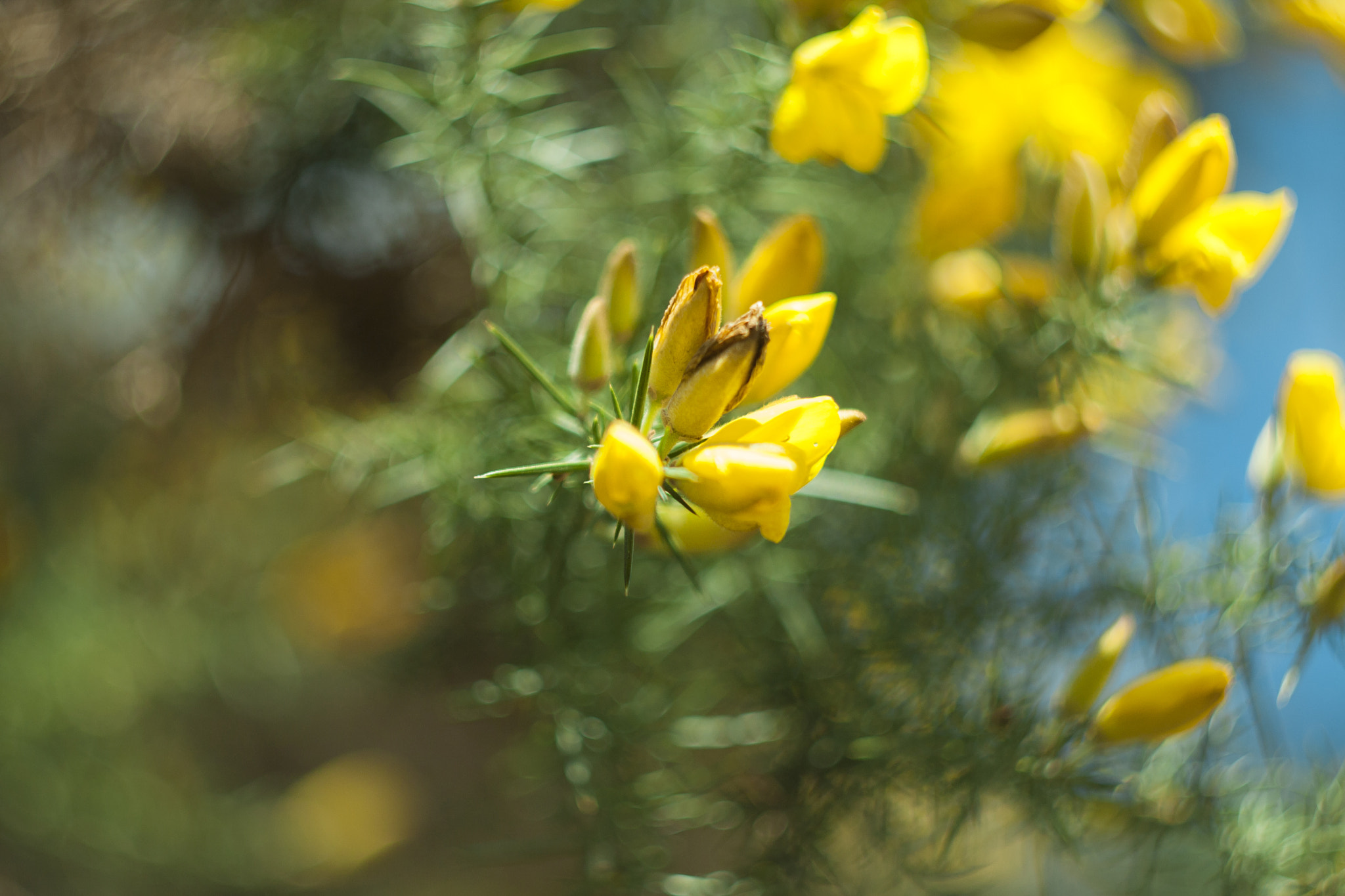 Canon EF 35-80mm f/4-5.6 sample photo. Shy flower photography