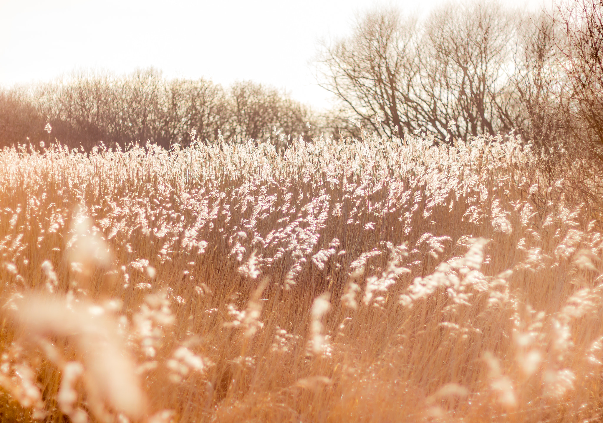 Canon EF 50mm F1.8 II sample photo. Reeds in sunlight photography
