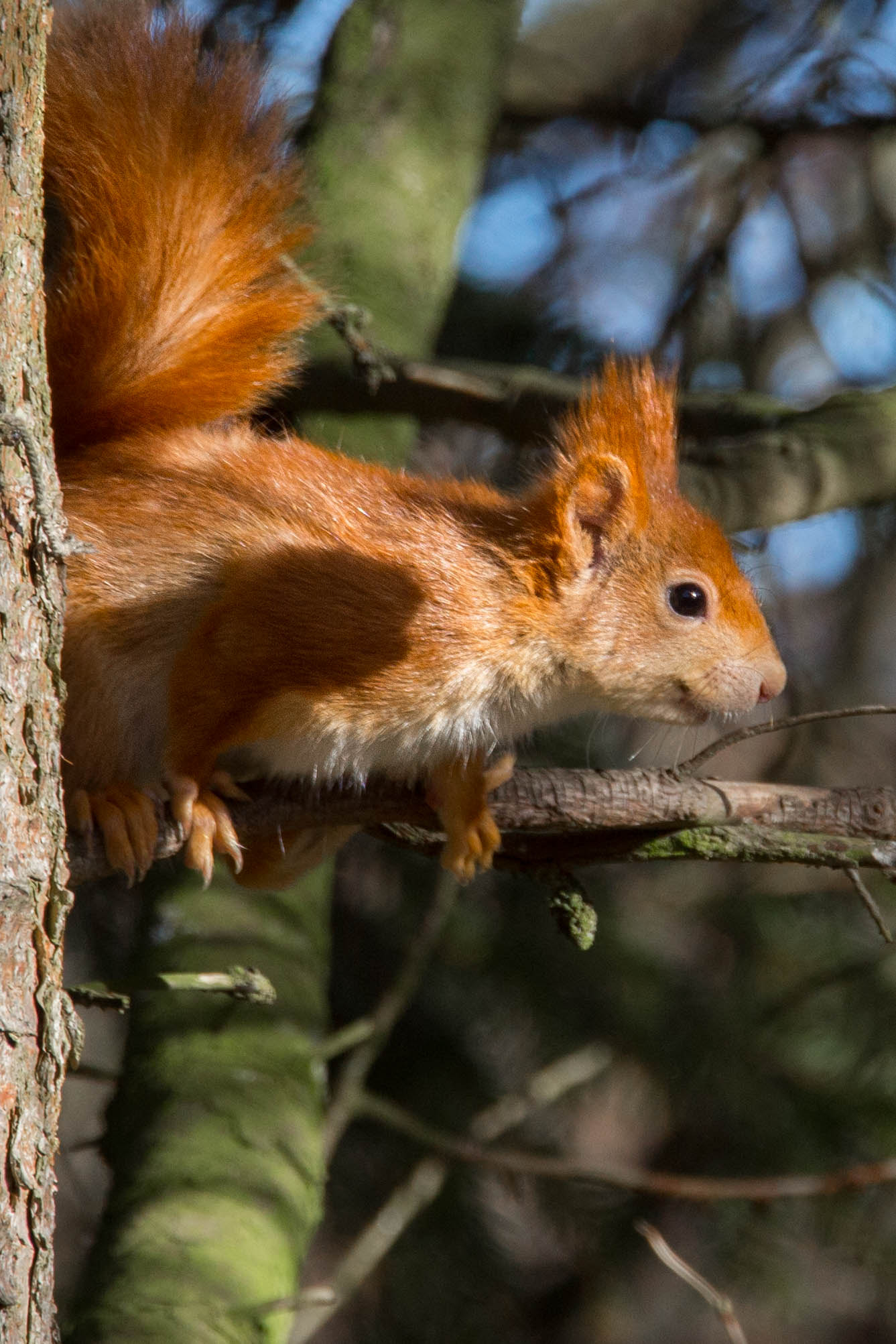 Canon EF 70-200mm F2.8L IS II USM sample photo. Cheeky red photography
