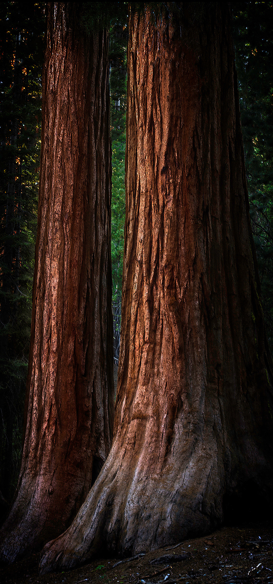Canon EF 28-200mm F3.5-5.6 USM sample photo. Giantredwoods photography