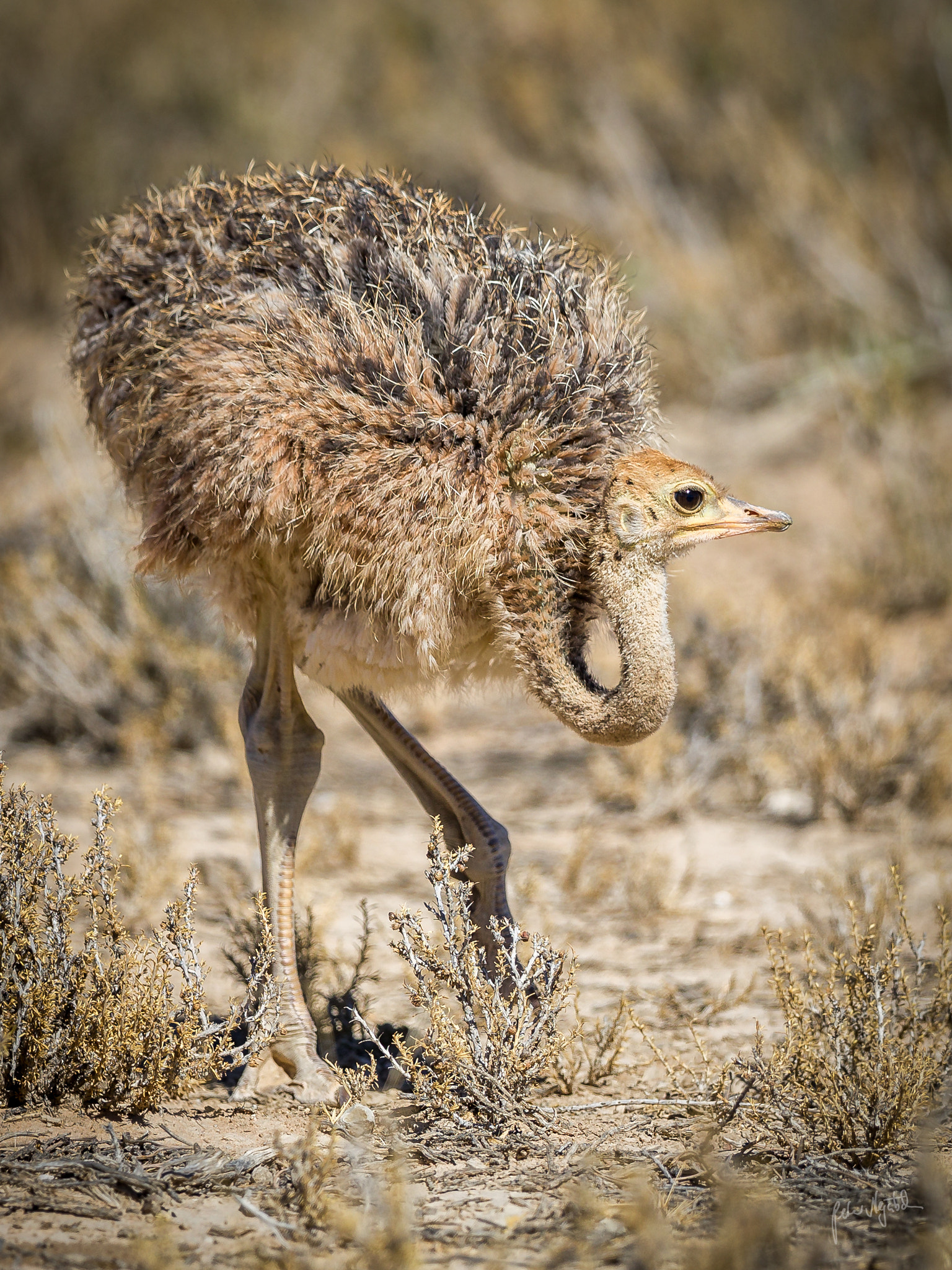 Canon EF 300mm F2.8L IS II USM sample photo. Ostrich baby photography