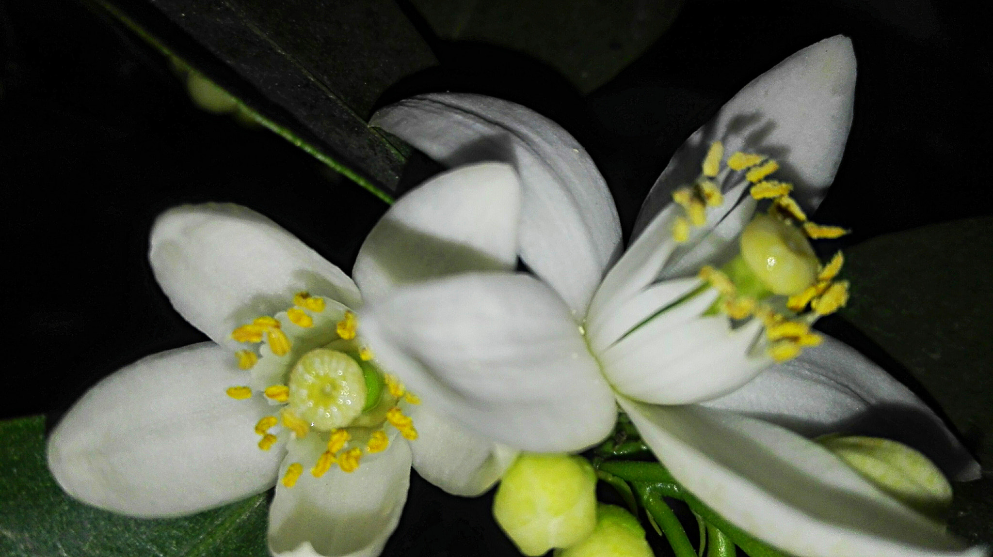 HUAWEI Cherry Mini sample photo