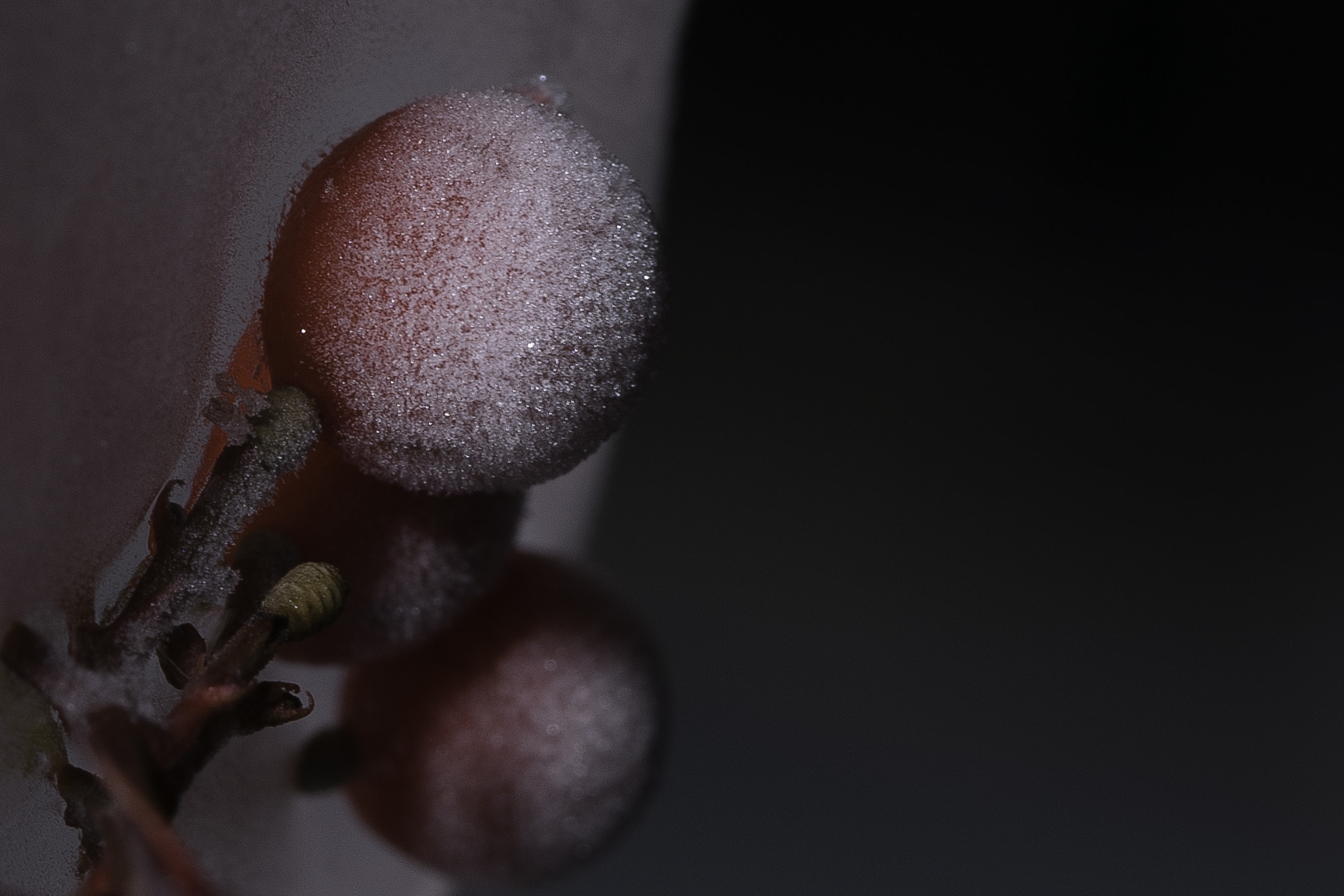 Sigma 105mm F2.8 EX DG OS HSM sample photo. Boules rouges photography