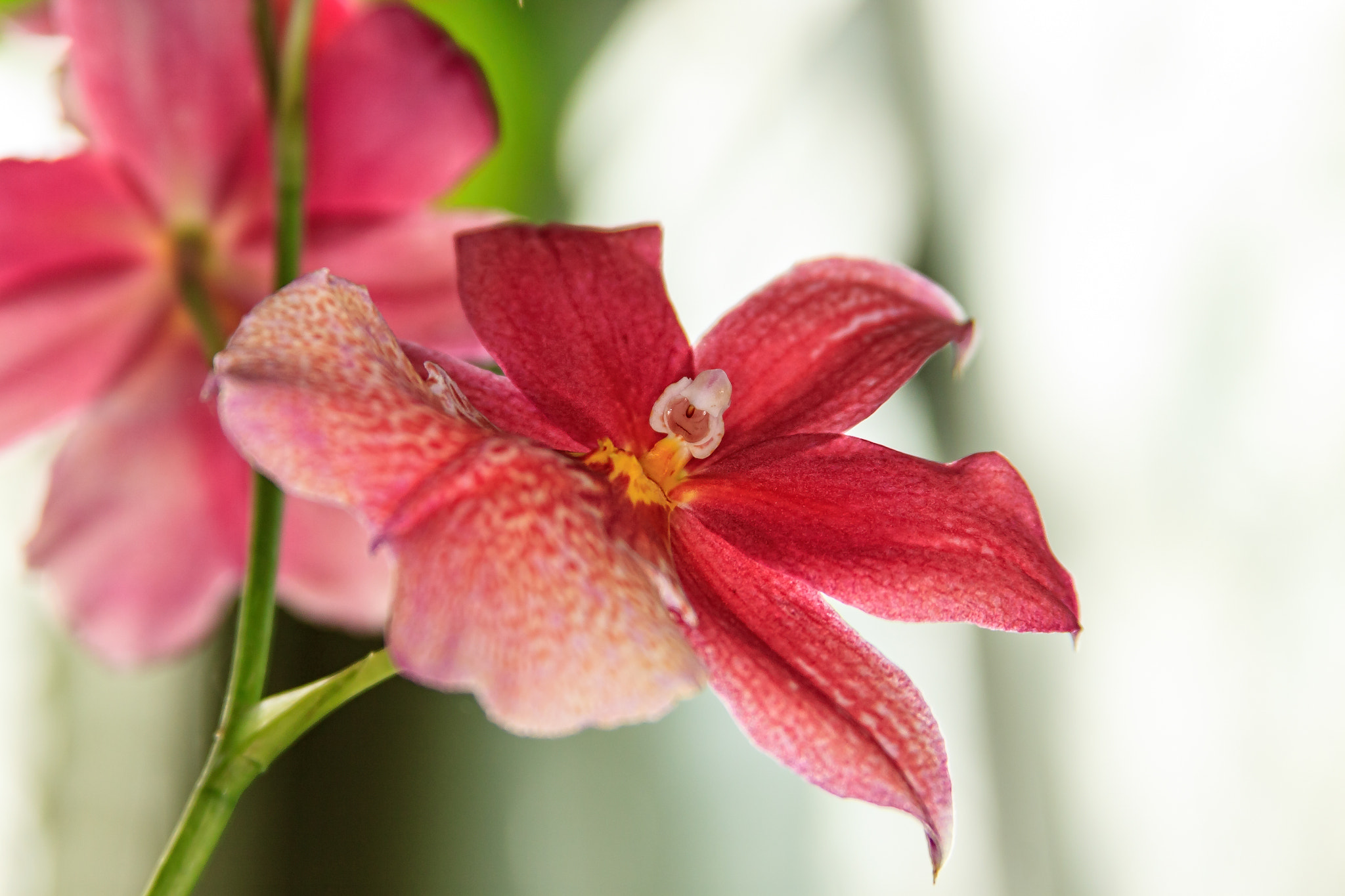 Canon EF 28-135mm F3.5-5.6 IS USM sample photo. Frank sarris orchid room photography
