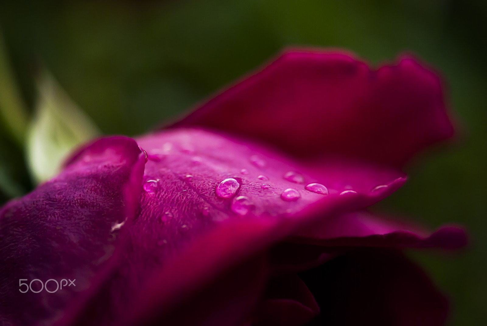 Nikon AF-S Micro-Nikkor 105mm F2.8G IF-ED VR sample photo. Rose petal with dew drops photography