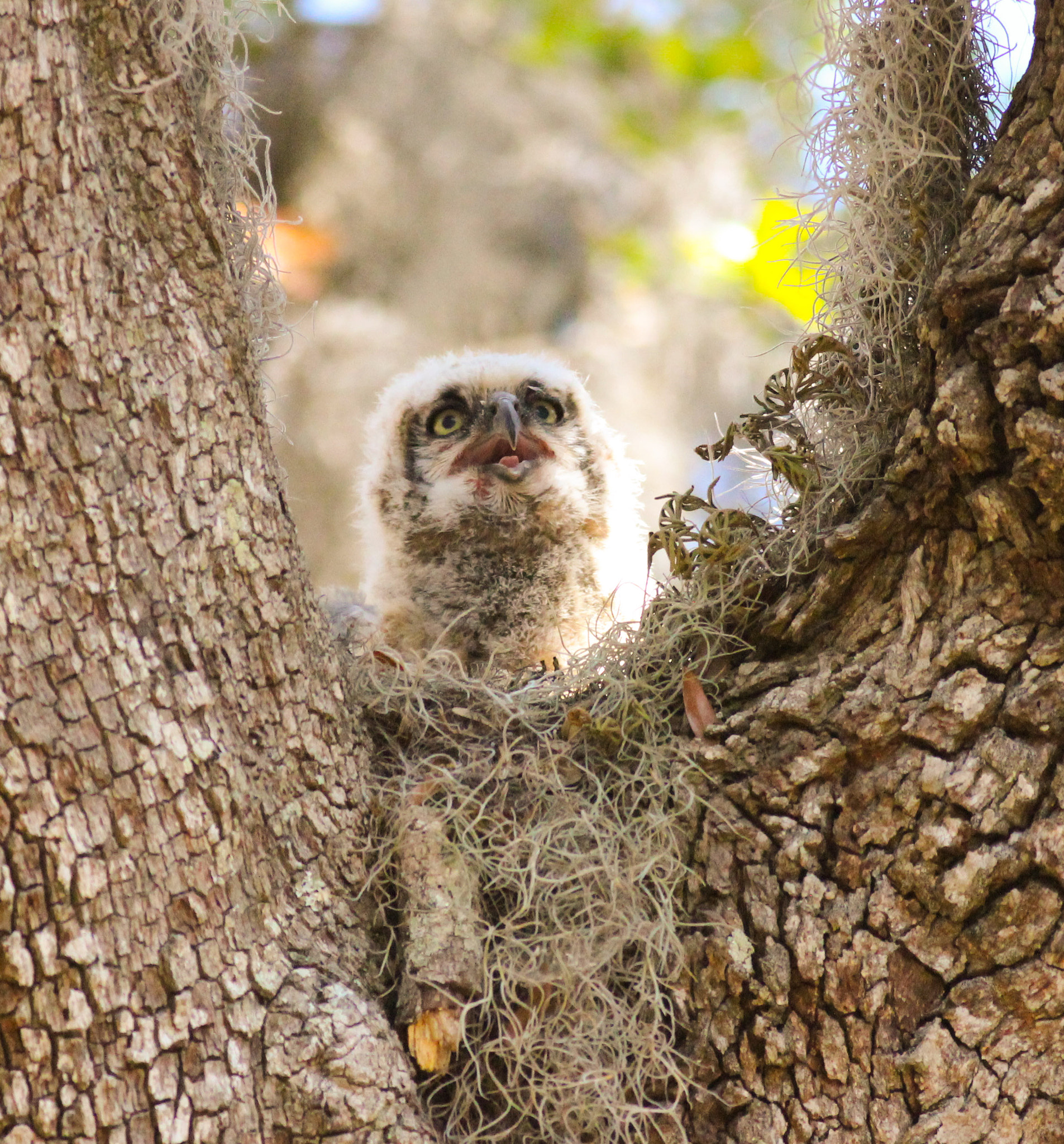 Canon EOS 600D (Rebel EOS T3i / EOS Kiss X5) + Canon EF 400mm F5.6L USM sample photo. Owlet gho photography