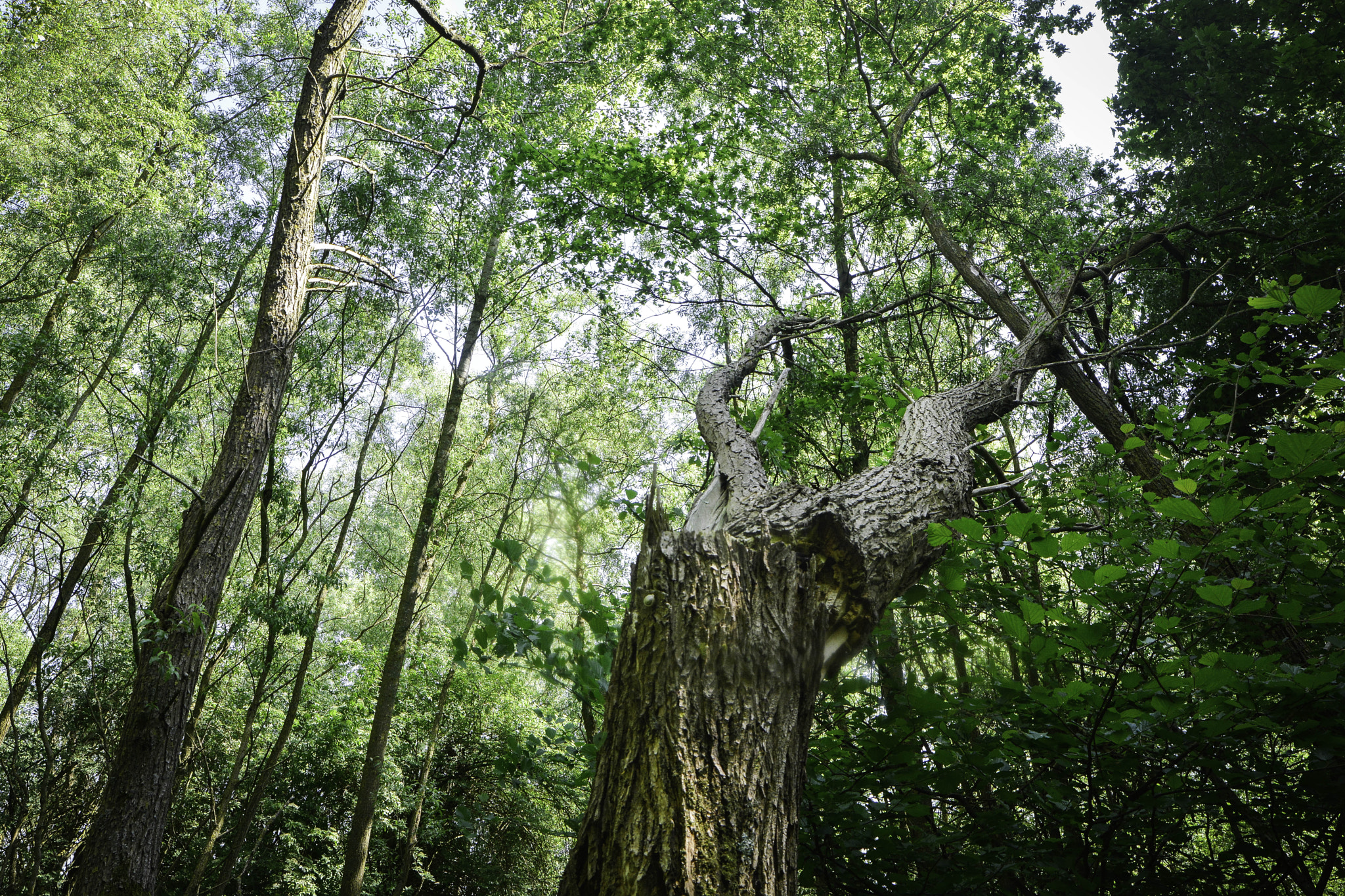 Samyang 14mm F2.8 ED AS IF UMC sample photo. Cracked tree photography