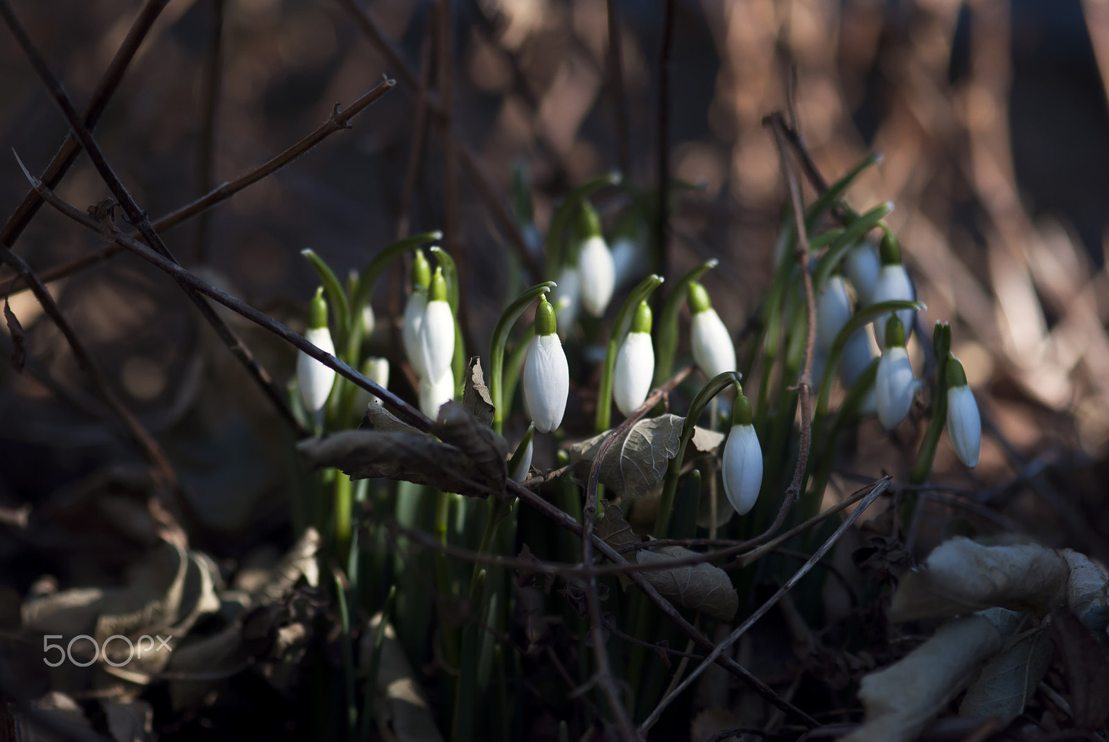 Nikon AF-S Micro-Nikkor 105mm F2.8G IF-ED VR sample photo. Snowdrop buds photography