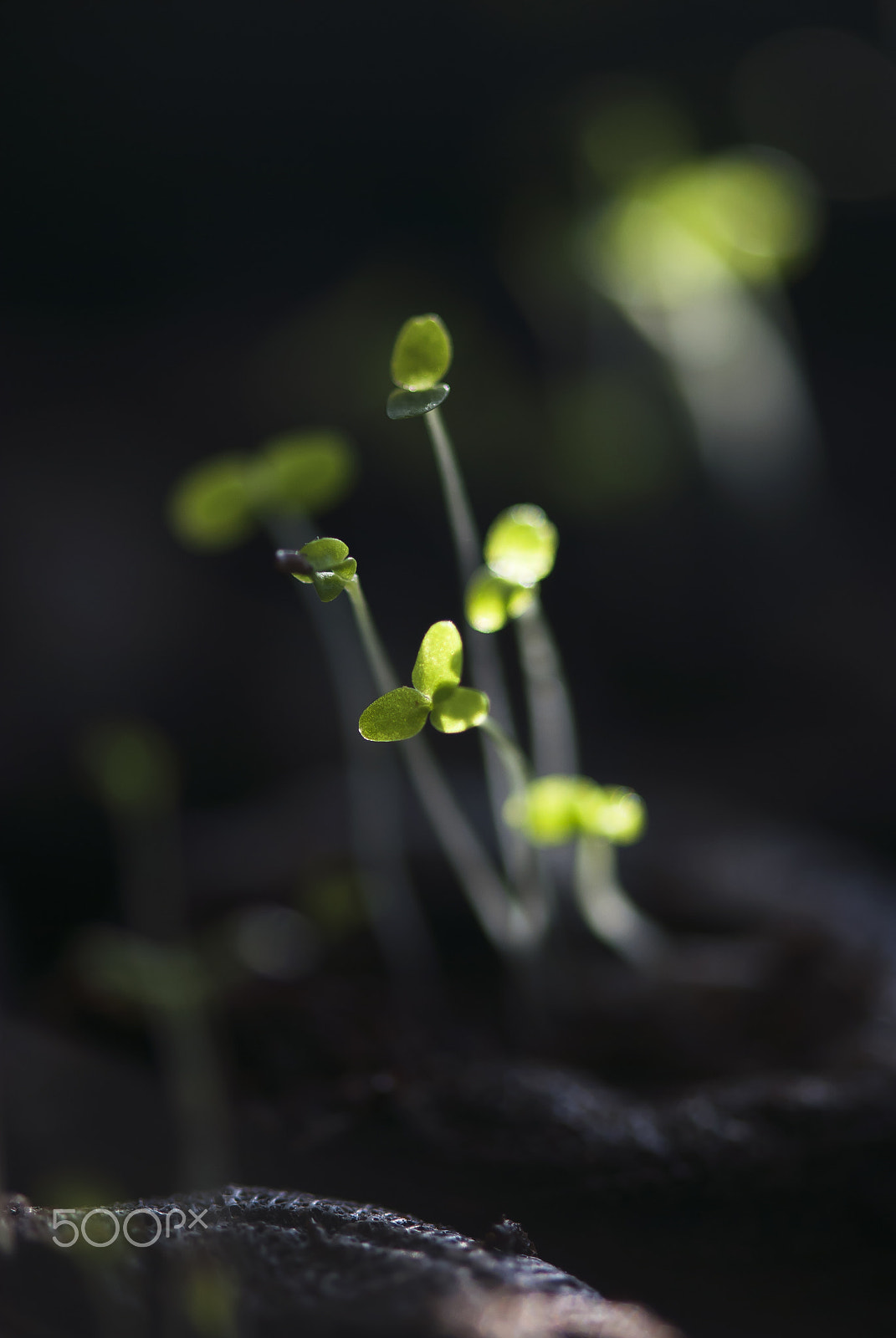 Nikon AF-S Micro-Nikkor 105mm F2.8G IF-ED VR sample photo. Seedlings photography