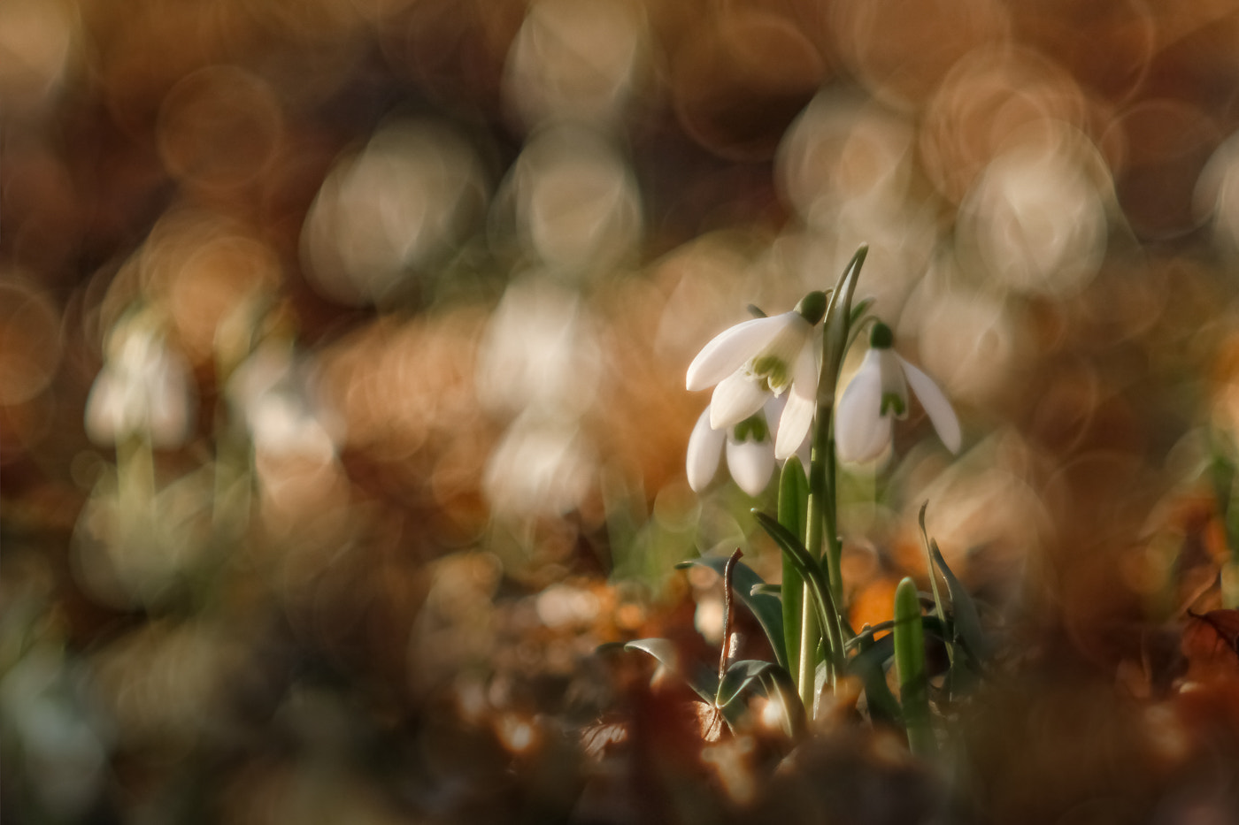 Canon EF 35-80mm f/4-5.6 sample photo. Three sisters photography