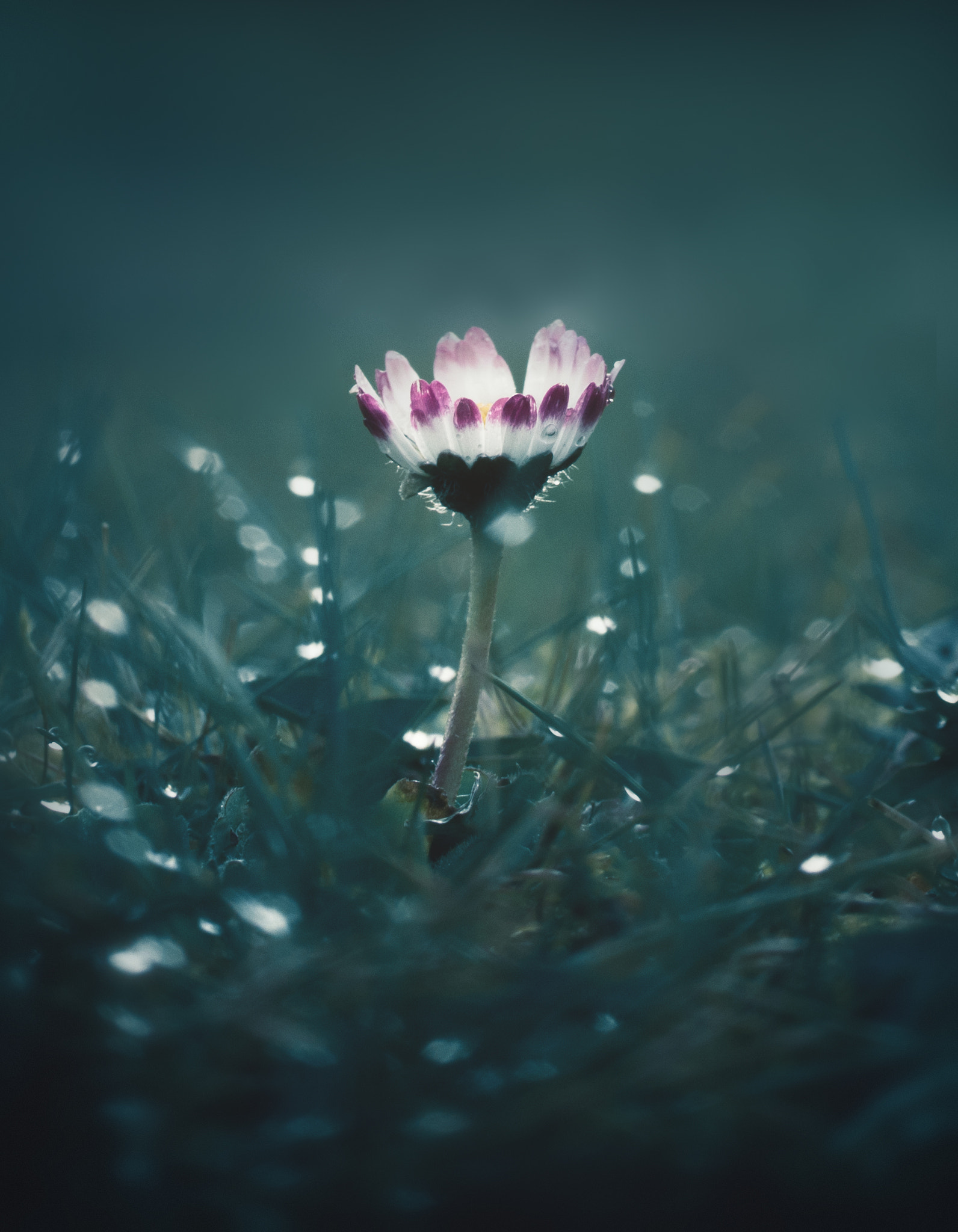 Nikon D800 sample photo. Paquerette photography