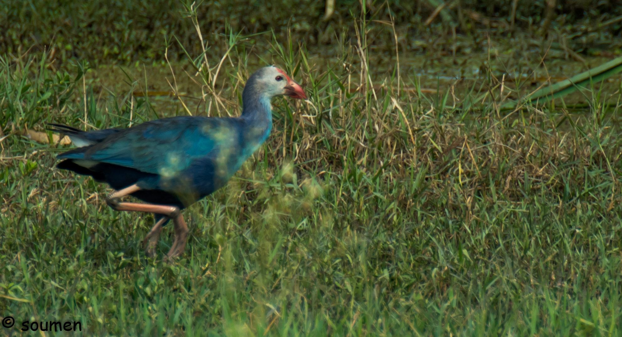 Nikon D5500 + Tamron SP 70-300mm F4-5.6 Di VC USD sample photo. Swamp hen photography