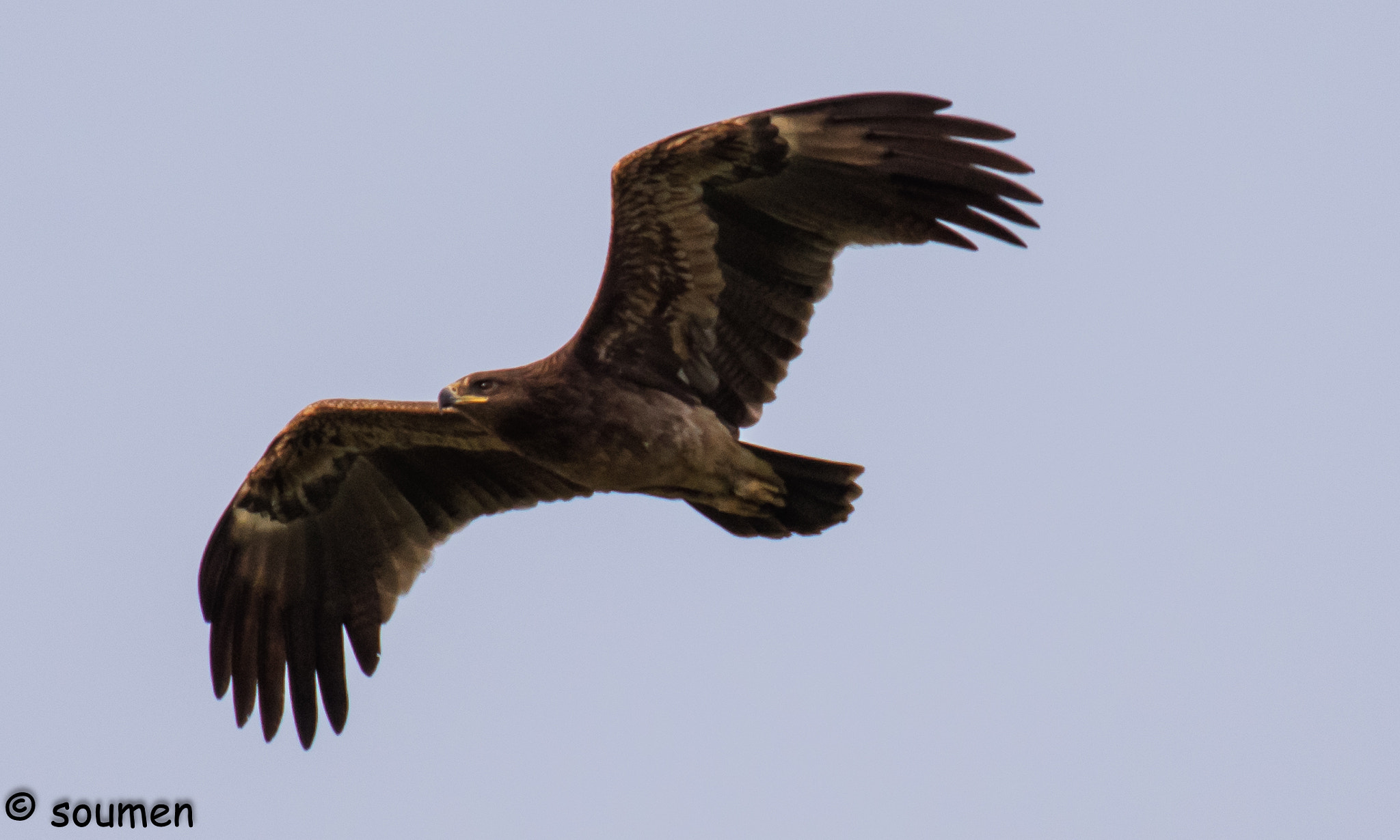 Nikon D5500 sample photo. Eagle photography