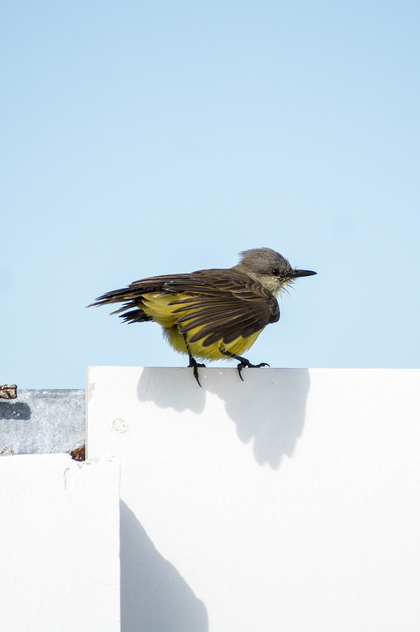 Sony DT 55-300mm F4.5-5.6 SAM sample photo. Minimal photography