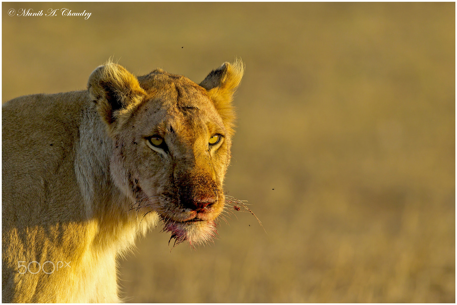 Canon EOS-1D Mark IV sample photo. Feast at dusk! photography