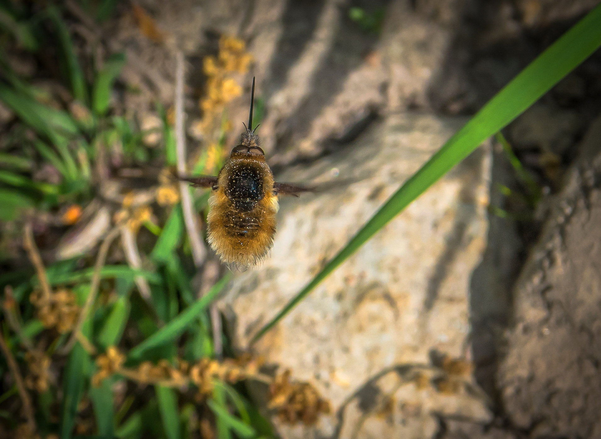 Nikon D7100 + Sigma 17-70mm F2.8-4 DC Macro OS HSM sample photo. Straw photography