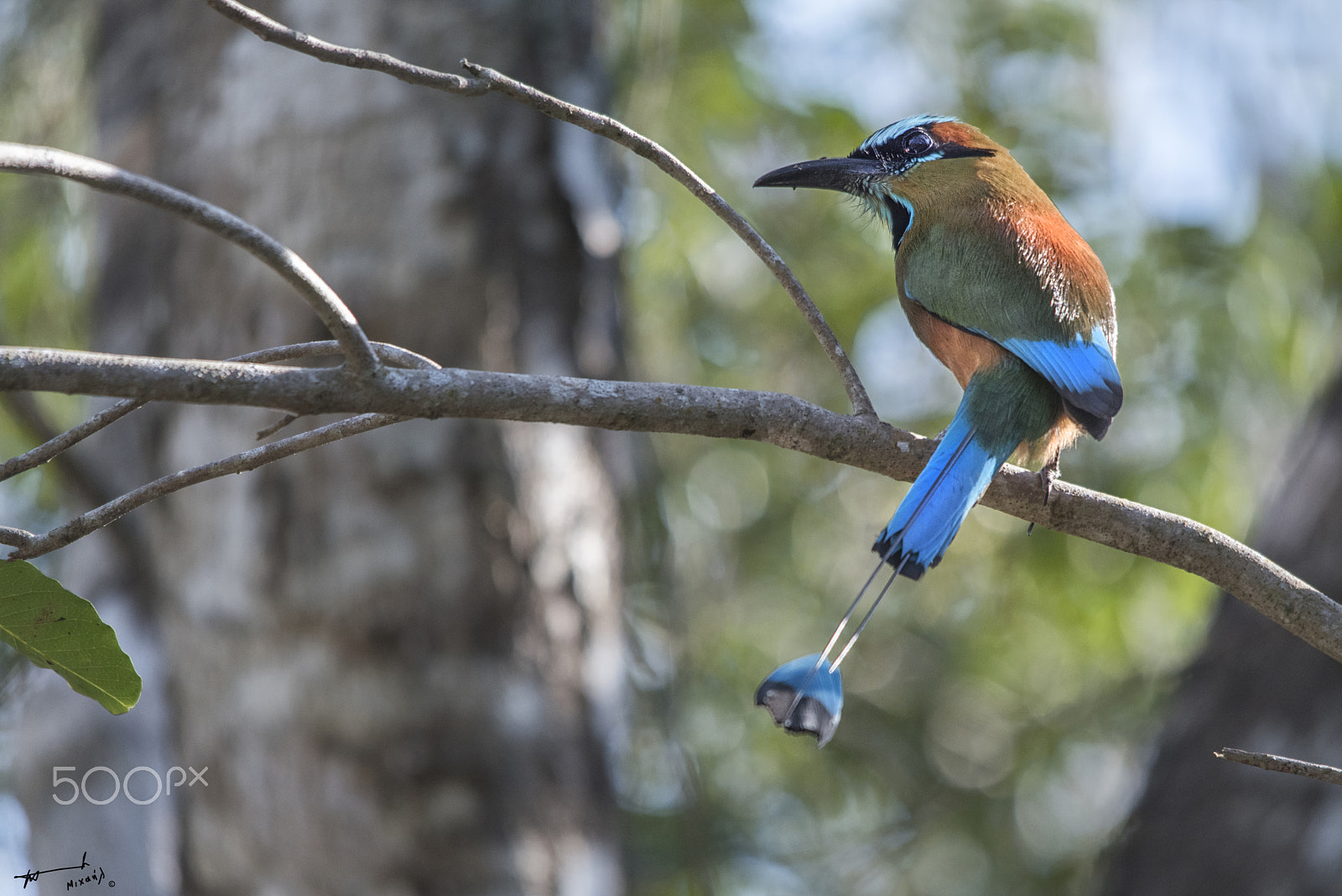 Nikon D810 + Sigma 150-500mm F5-6.3 DG OS HSM sample photo. Blue crowned motmot photography