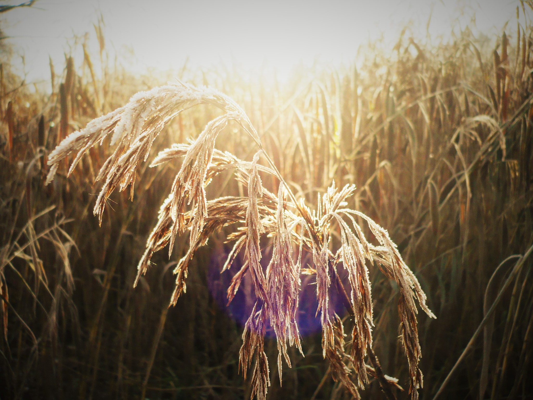 Panasonic DMC-FX12 sample photo. Reed by the river photography