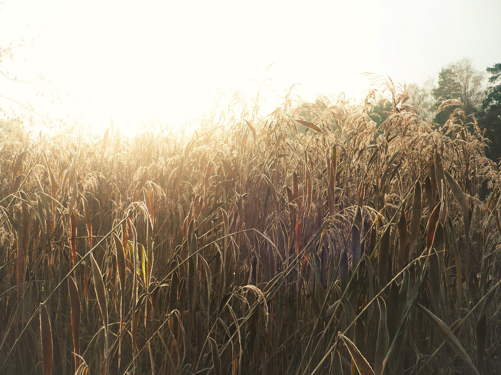 Panasonic DMC-FX12 sample photo. Reed by the river photography