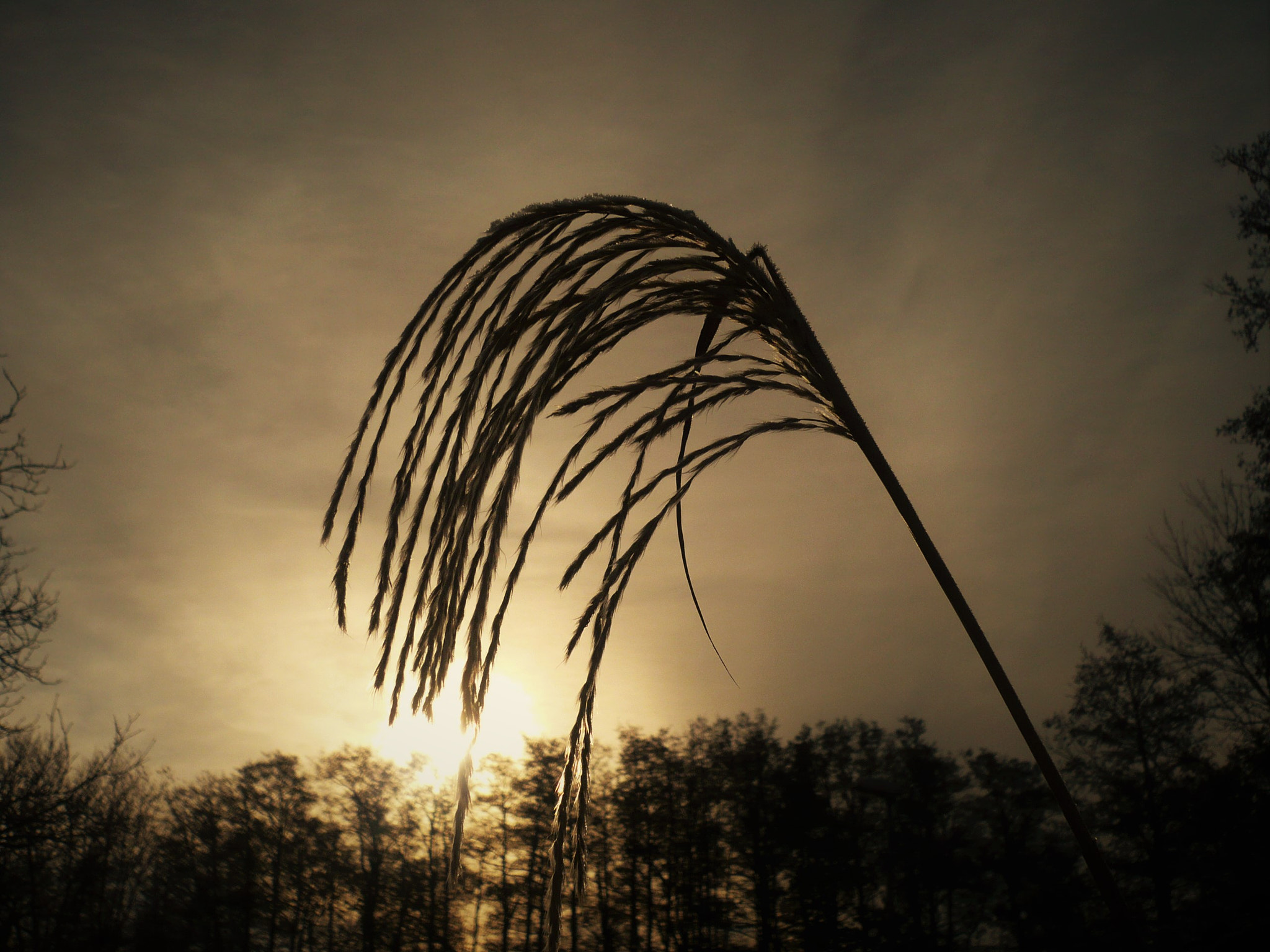 Panasonic DMC-FX12 sample photo. Reed by the river photography